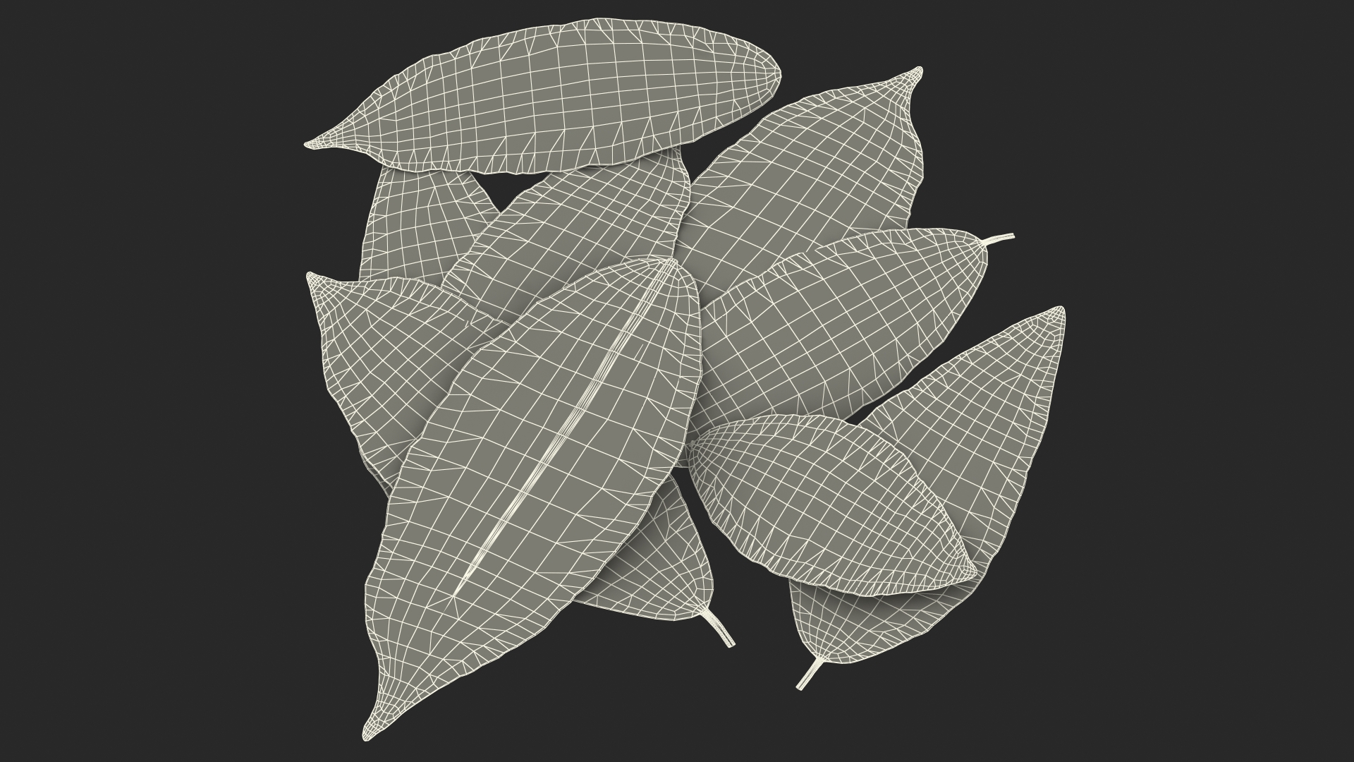 Dry Laurel Leaves 3D