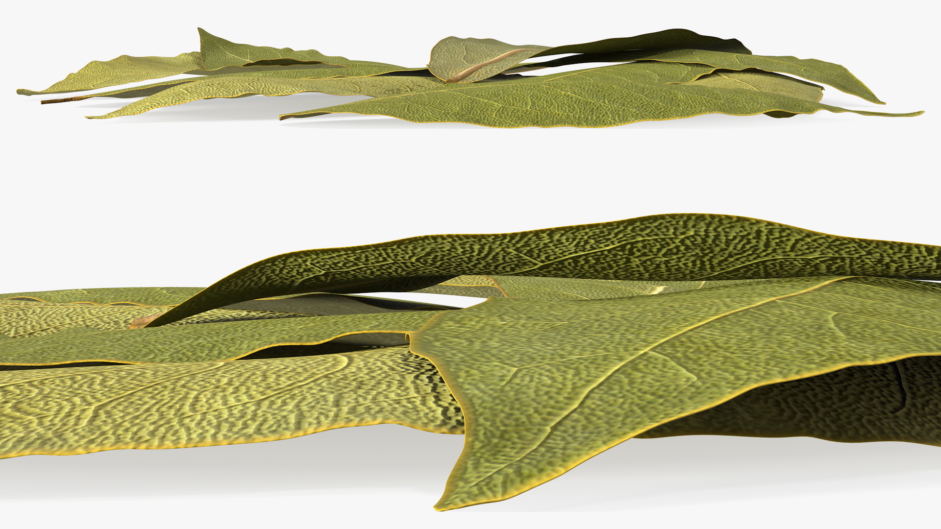 Dry Laurel Leaves 3D