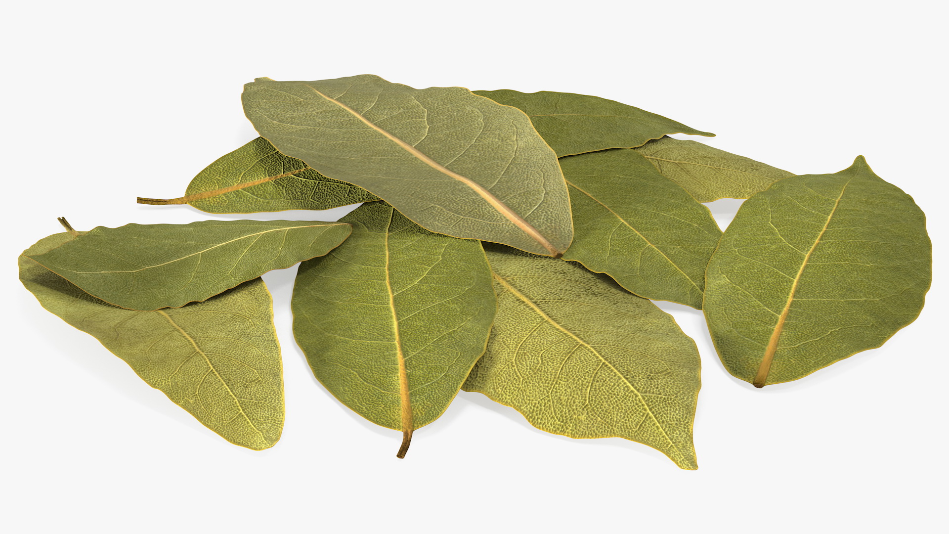 Dry Laurel Leaves 3D