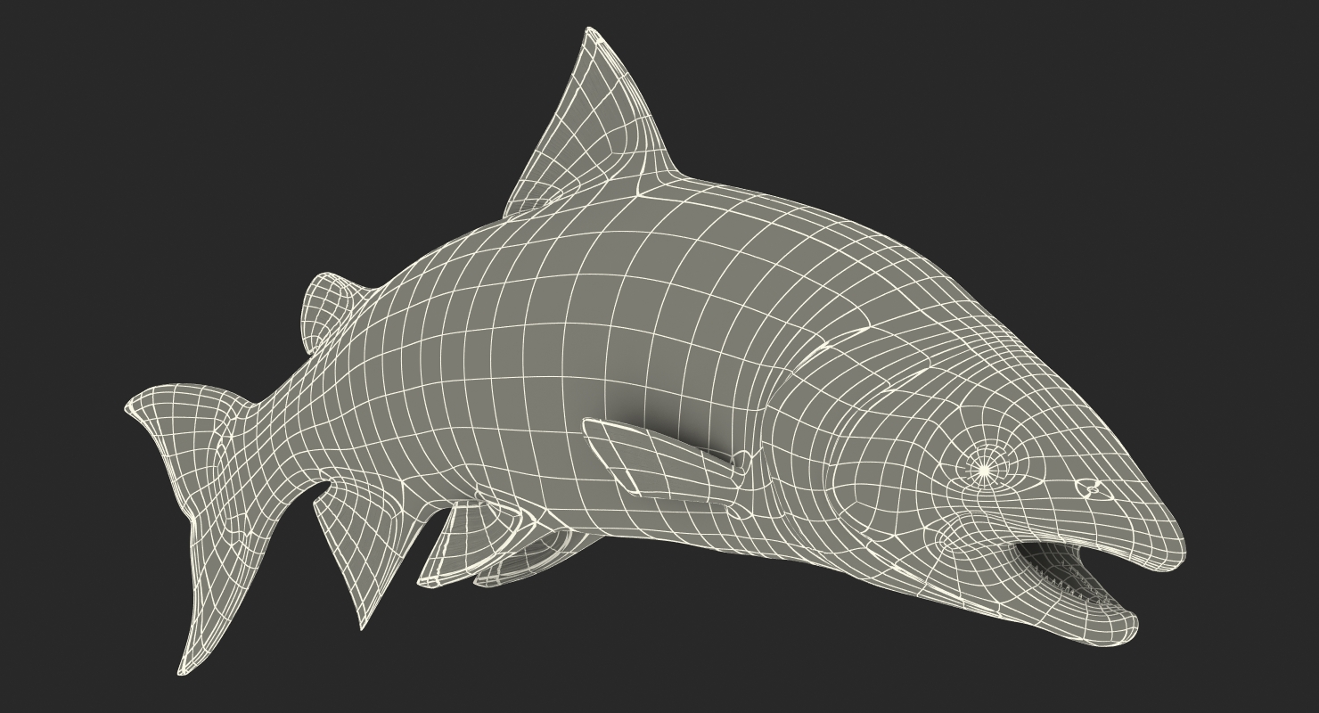 3D Atlantic Salmon Fish Attacks model