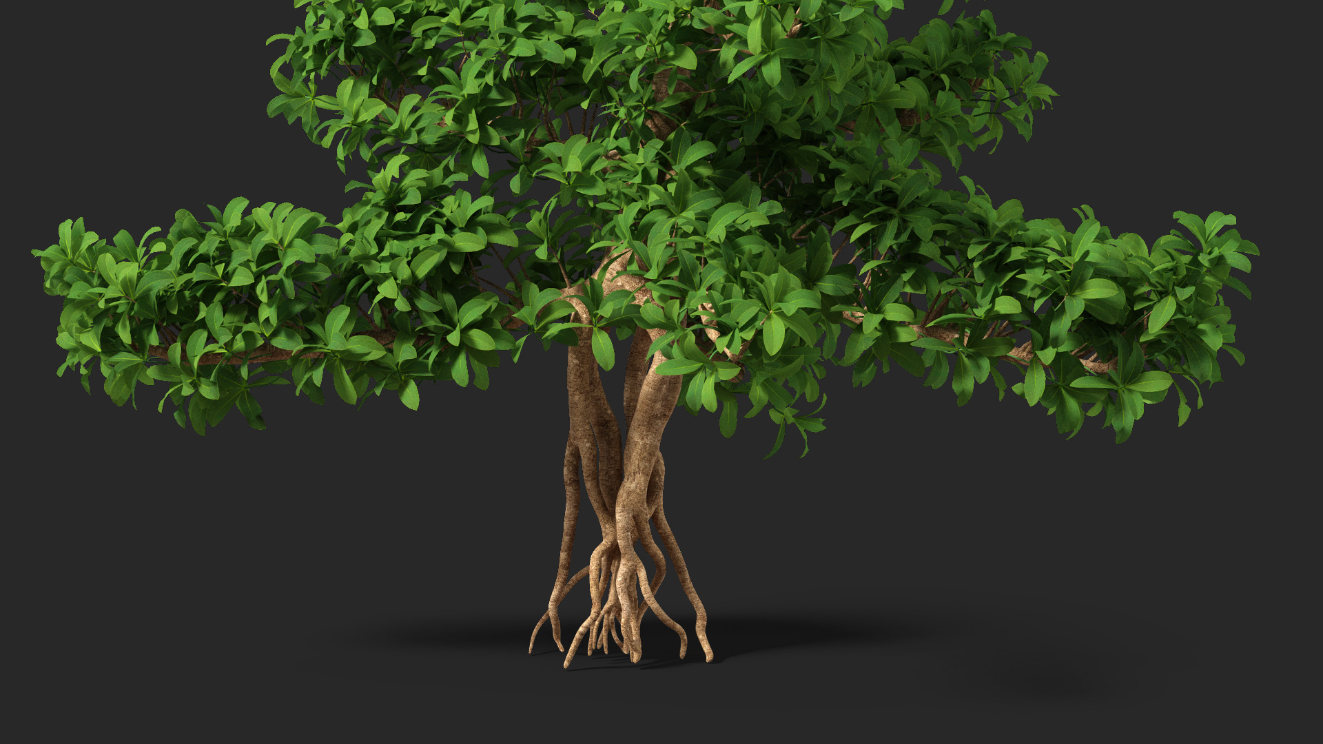 3D Small Bonsai Green Tree model