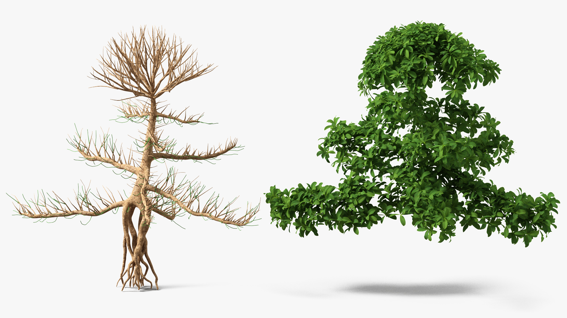 3D Small Bonsai Green Tree model