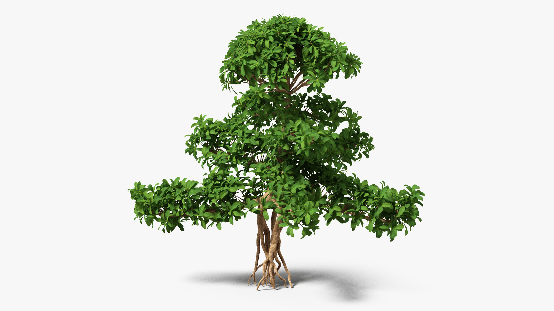 3D Small Bonsai Green Tree model
