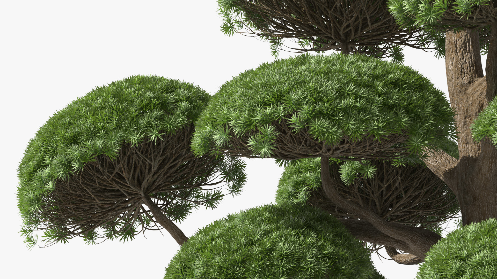 Podocarpus Big Tree 3D model