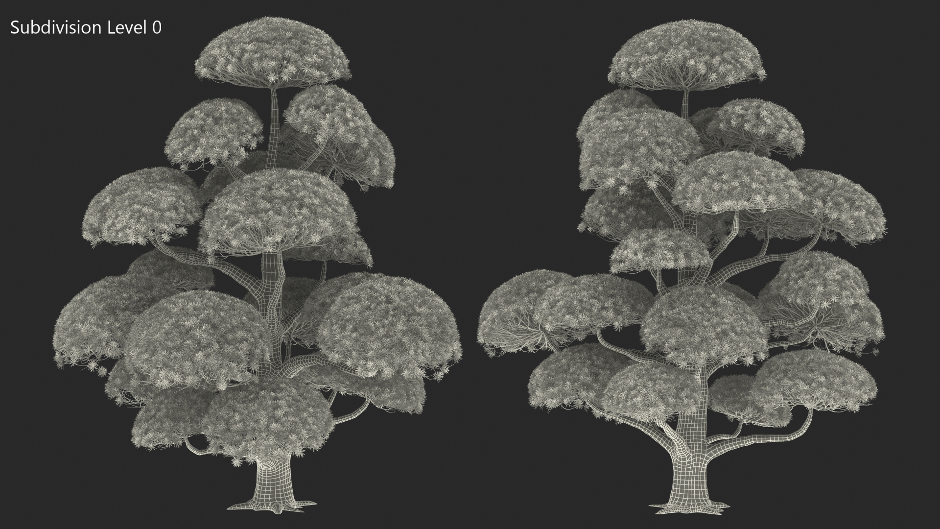 Podocarpus Big Tree 3D model