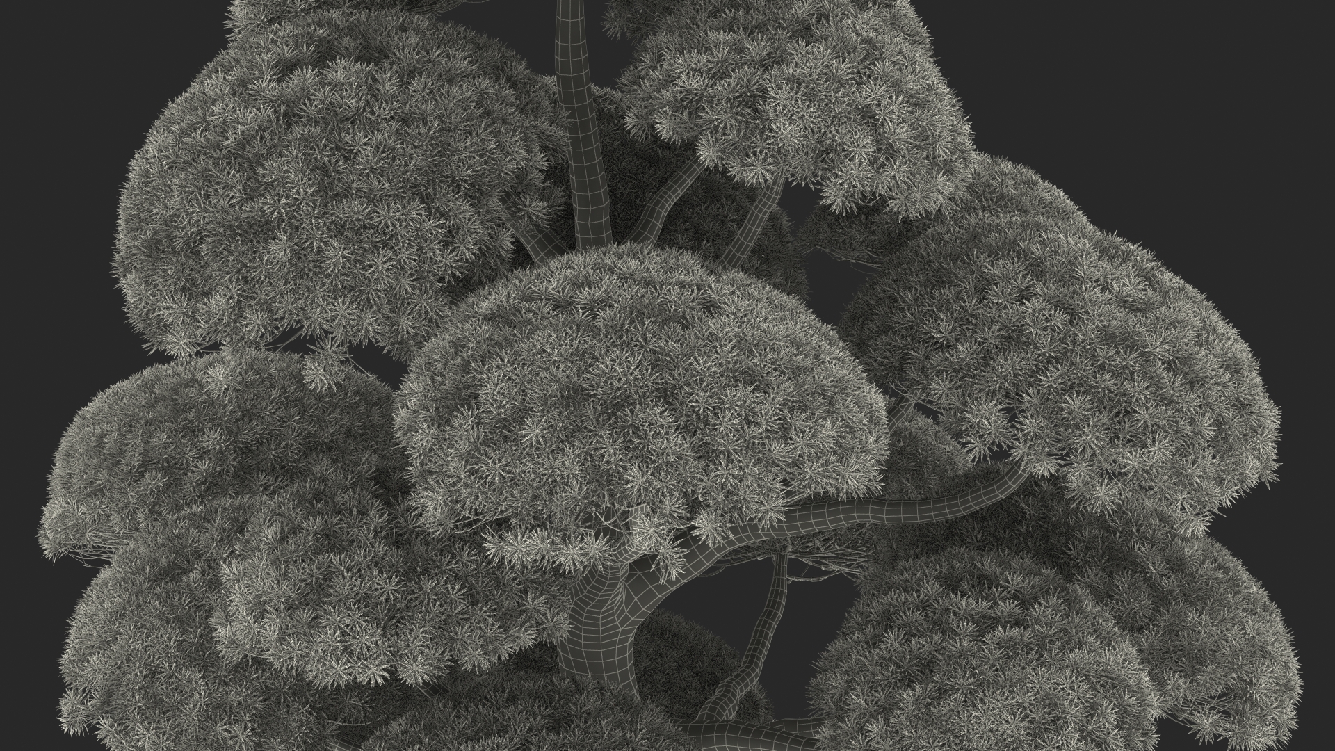 Podocarpus Big Tree 3D model