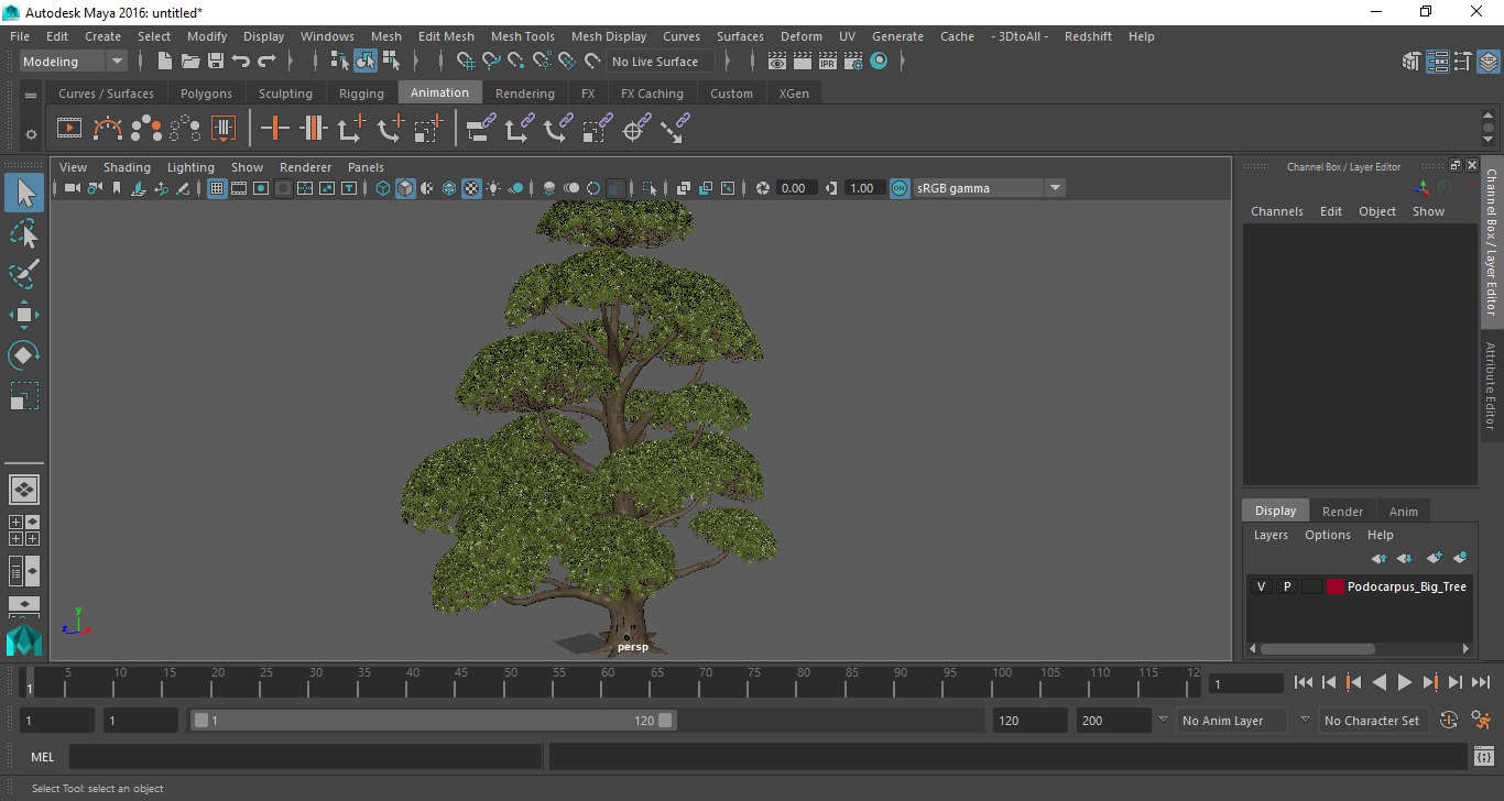Podocarpus Big Tree 3D model