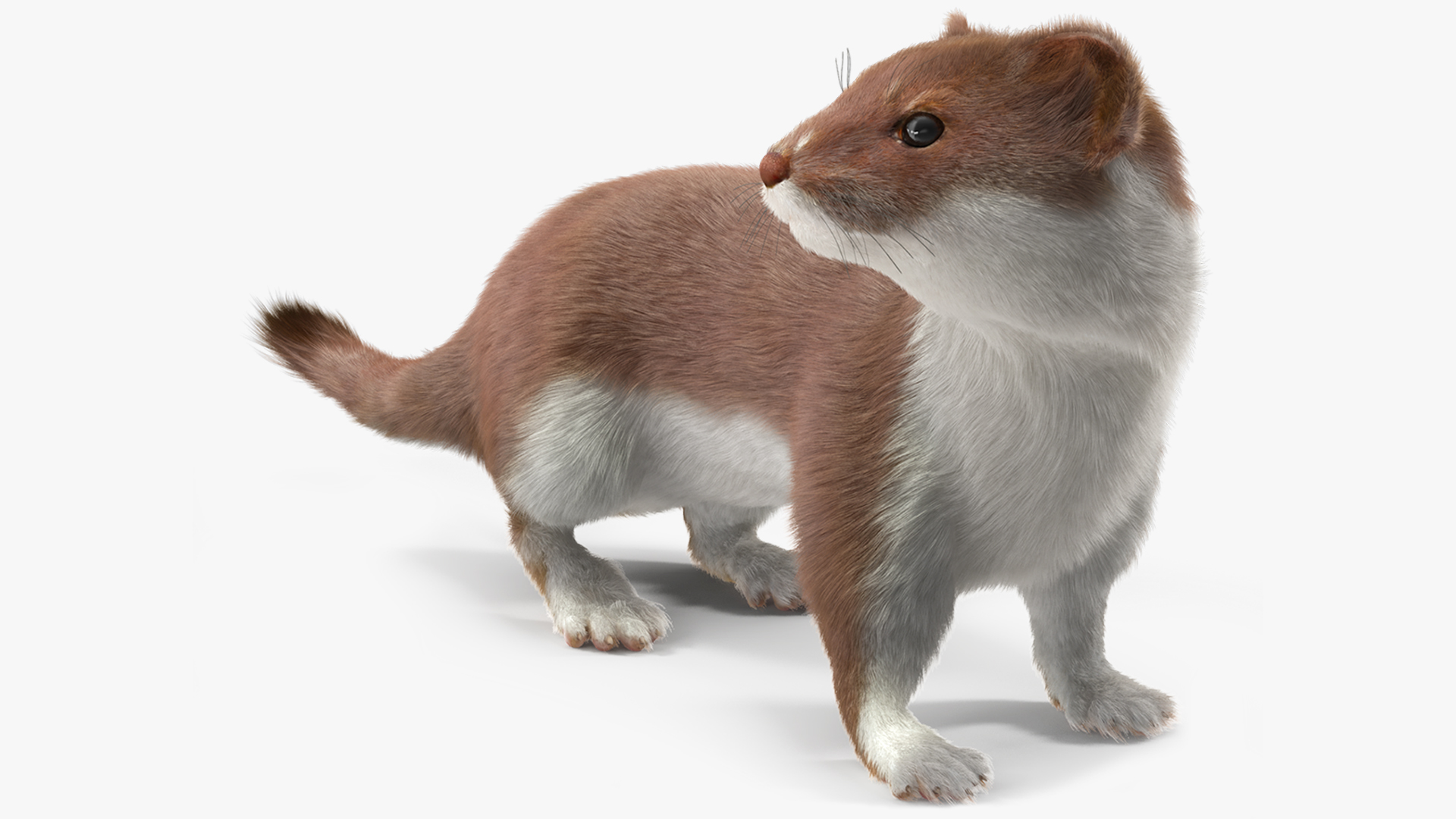 Mustela Erminea Brown Lifelike Pose Fur 3D model
