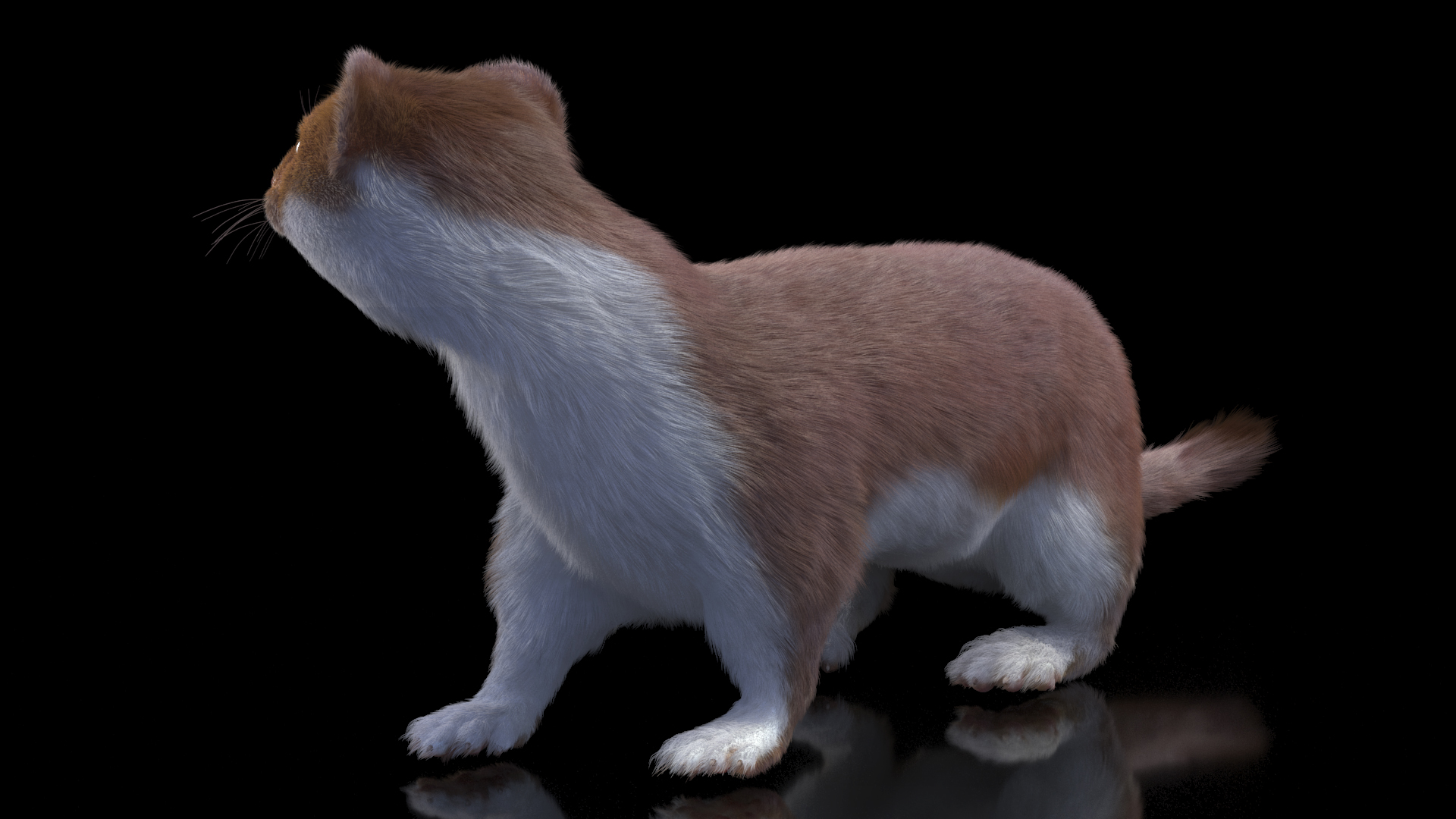 Mustela Erminea Brown Lifelike Pose Fur 3D model