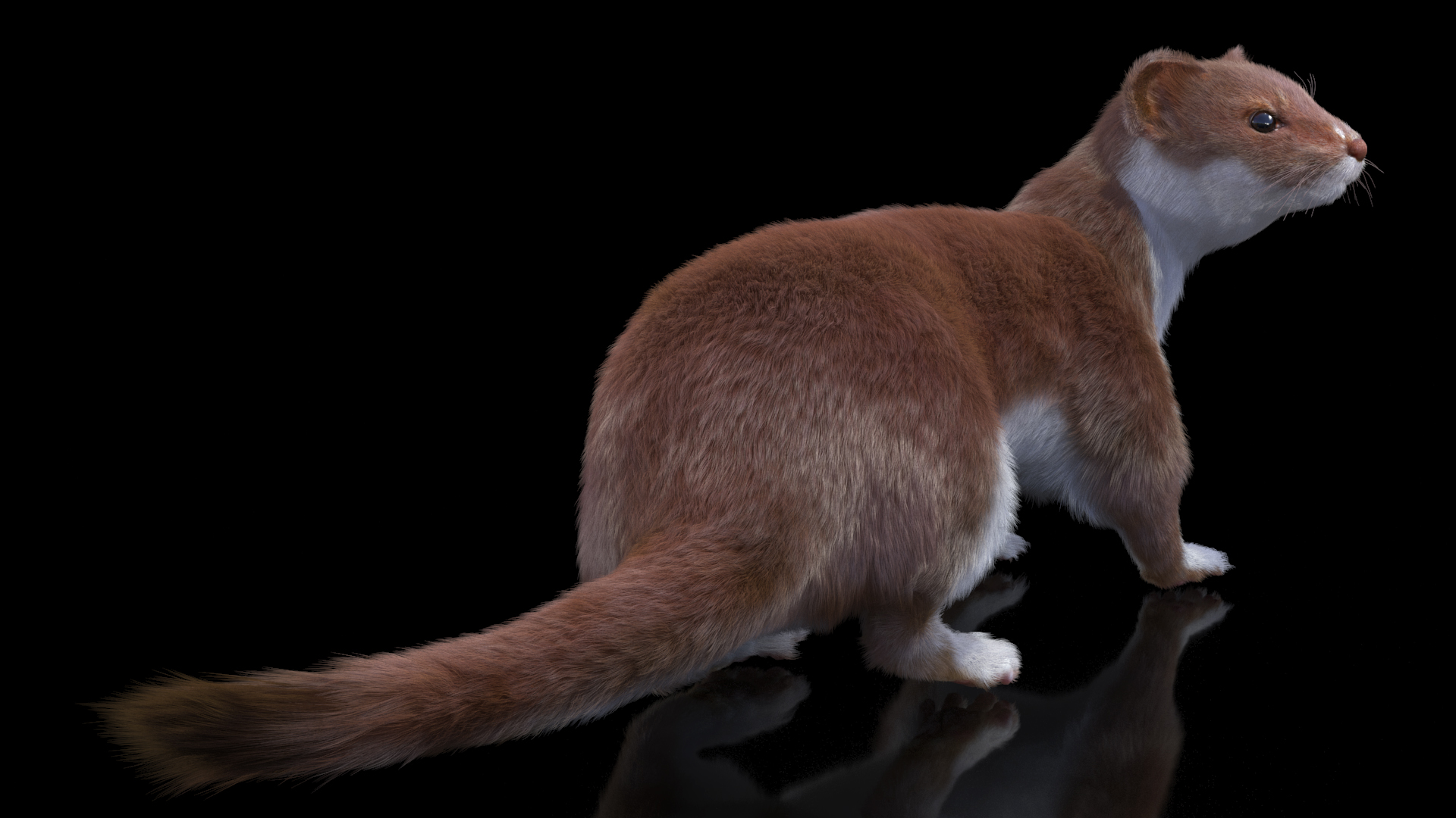Mustela Erminea Brown Lifelike Pose Fur 3D model