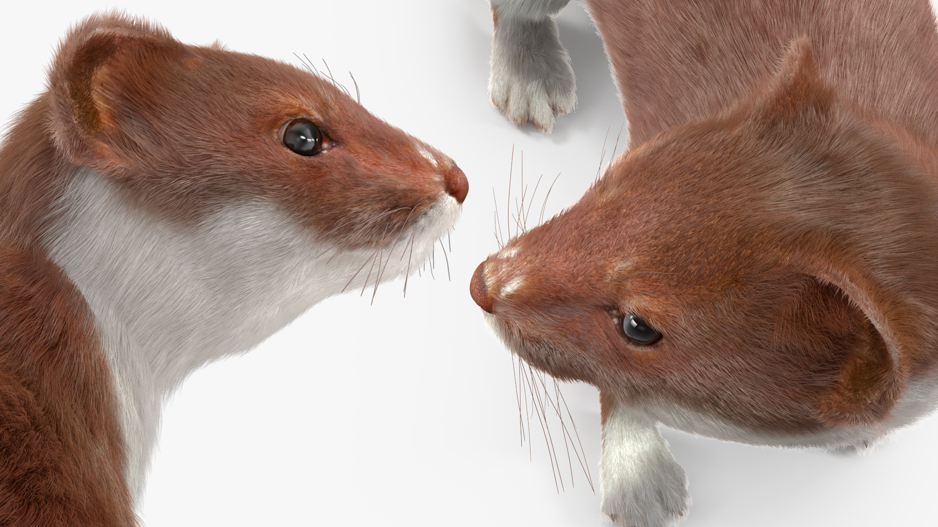 Mustela Erminea Brown Lifelike Pose Fur 3D model