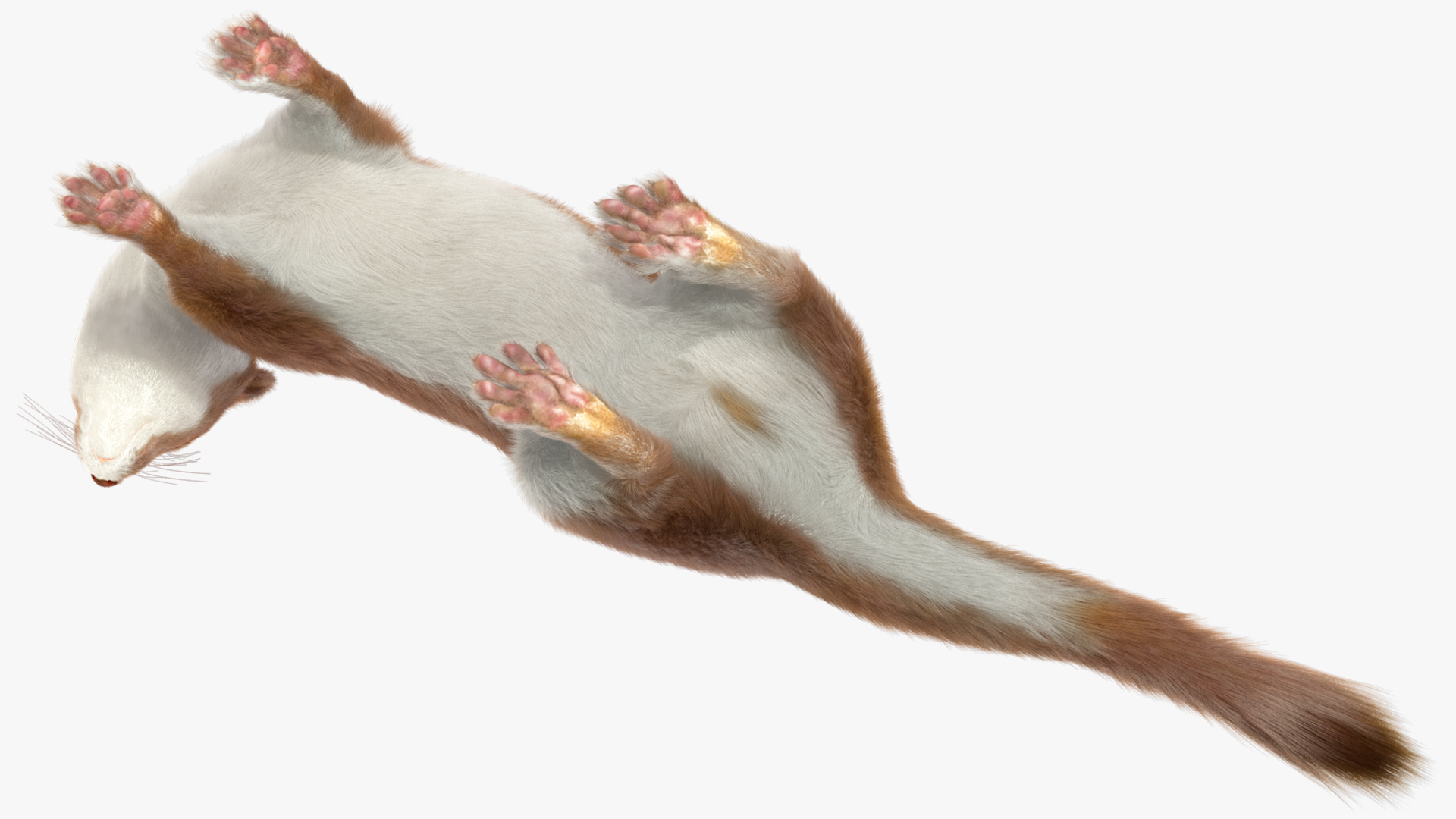Mustela Erminea Brown Lifelike Pose Fur 3D model