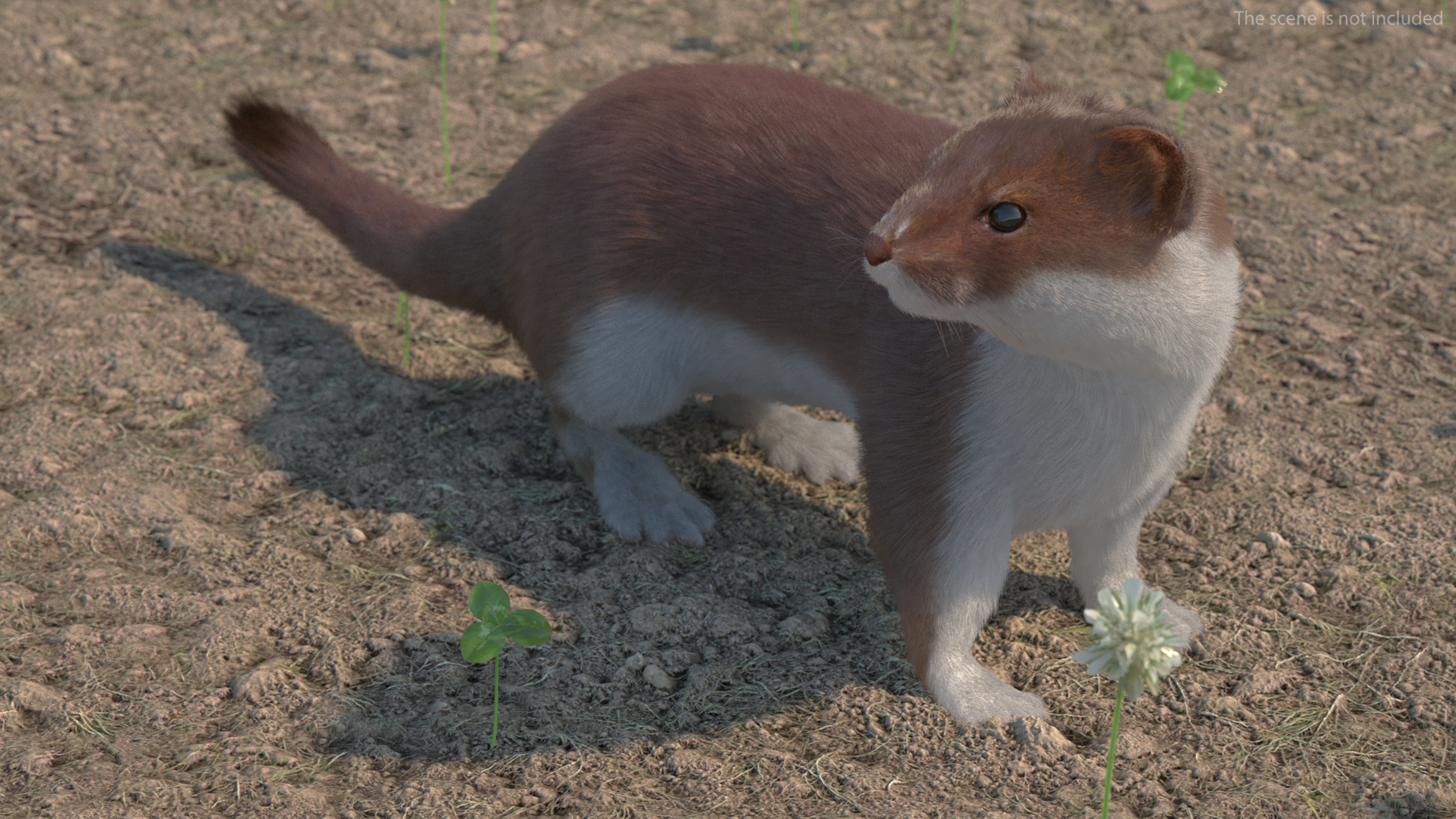 Mustela Erminea Brown Lifelike Pose Fur 3D model