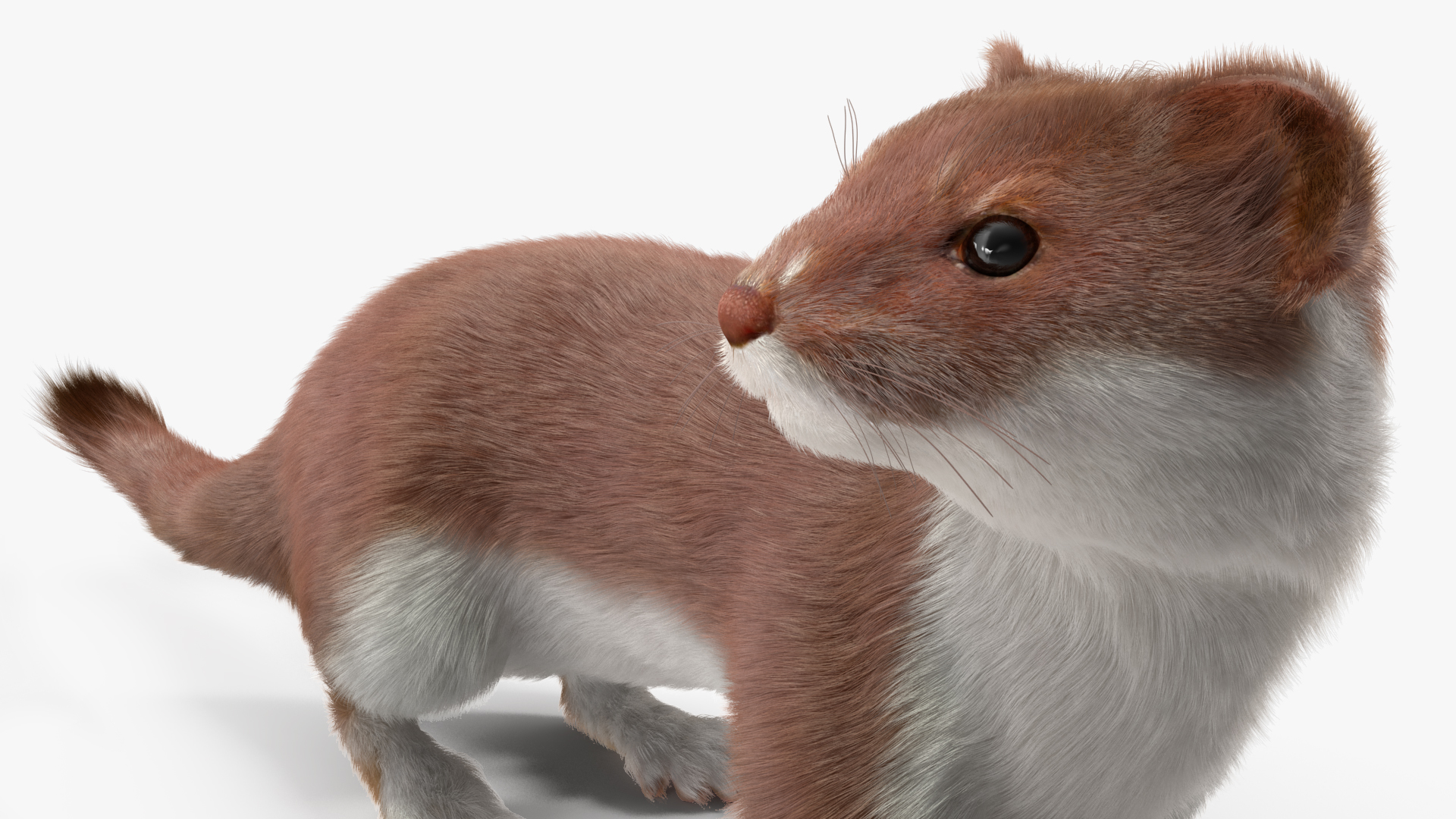 Mustela Erminea Brown Lifelike Pose Fur 3D model