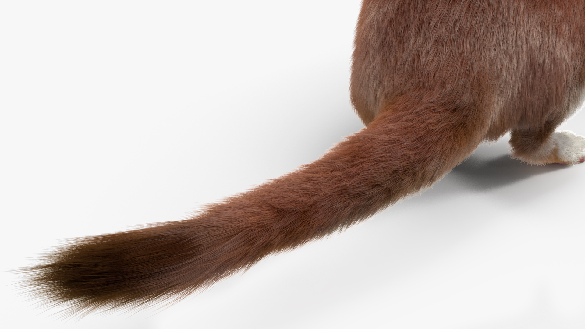 Mustela Erminea Brown Lifelike Pose Fur 3D model