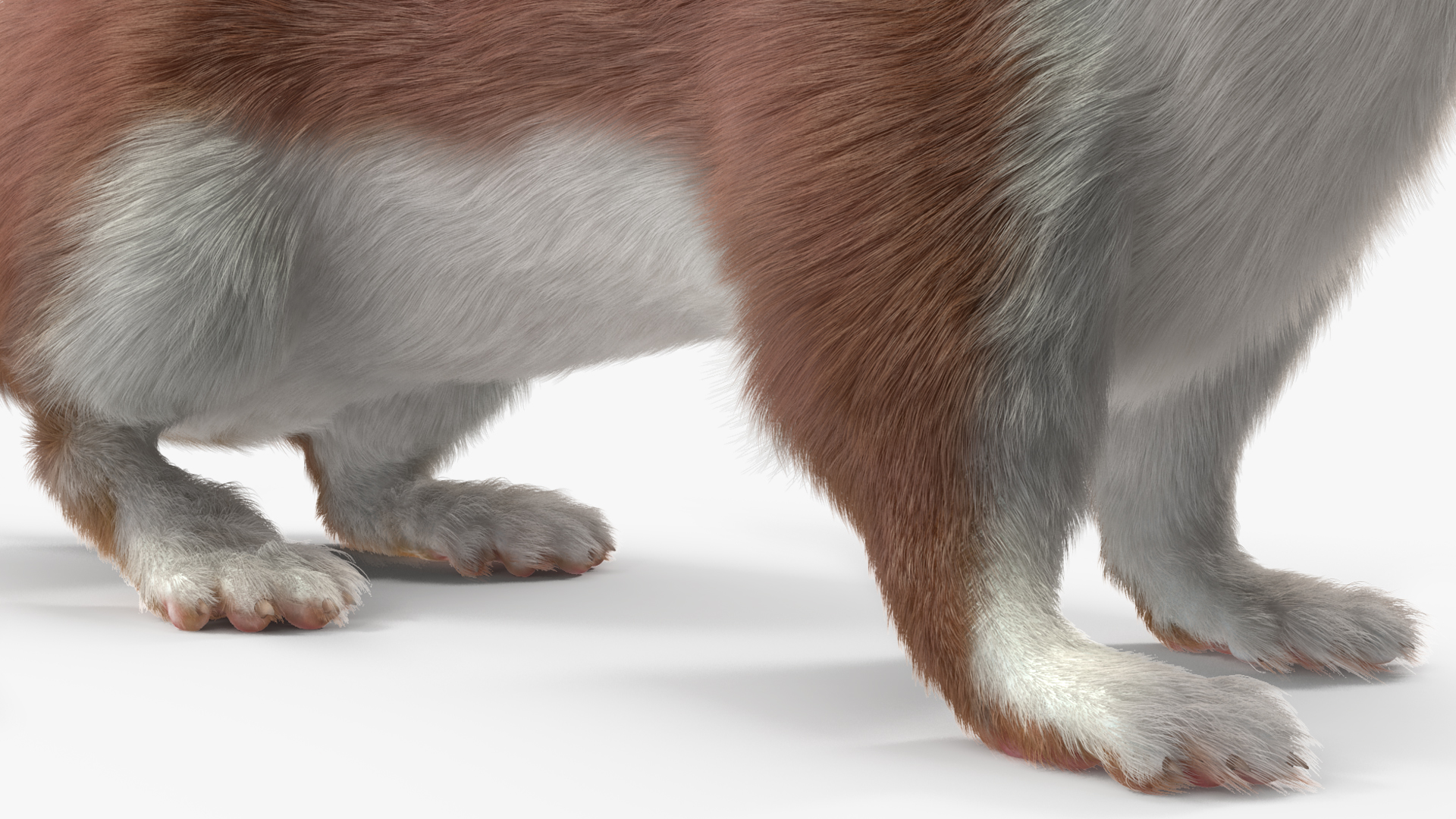Mustela Erminea Brown Lifelike Pose Fur 3D model