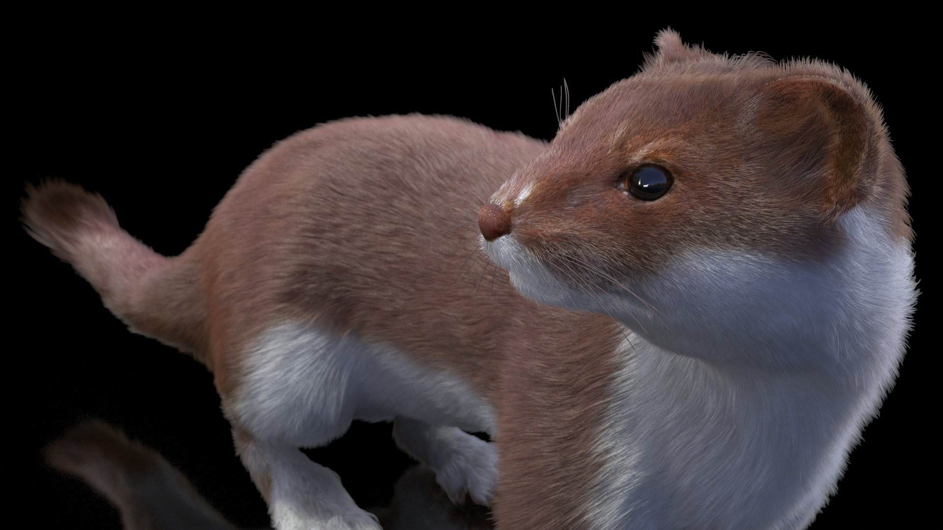 Mustela Erminea Brown Lifelike Pose Fur 3D model