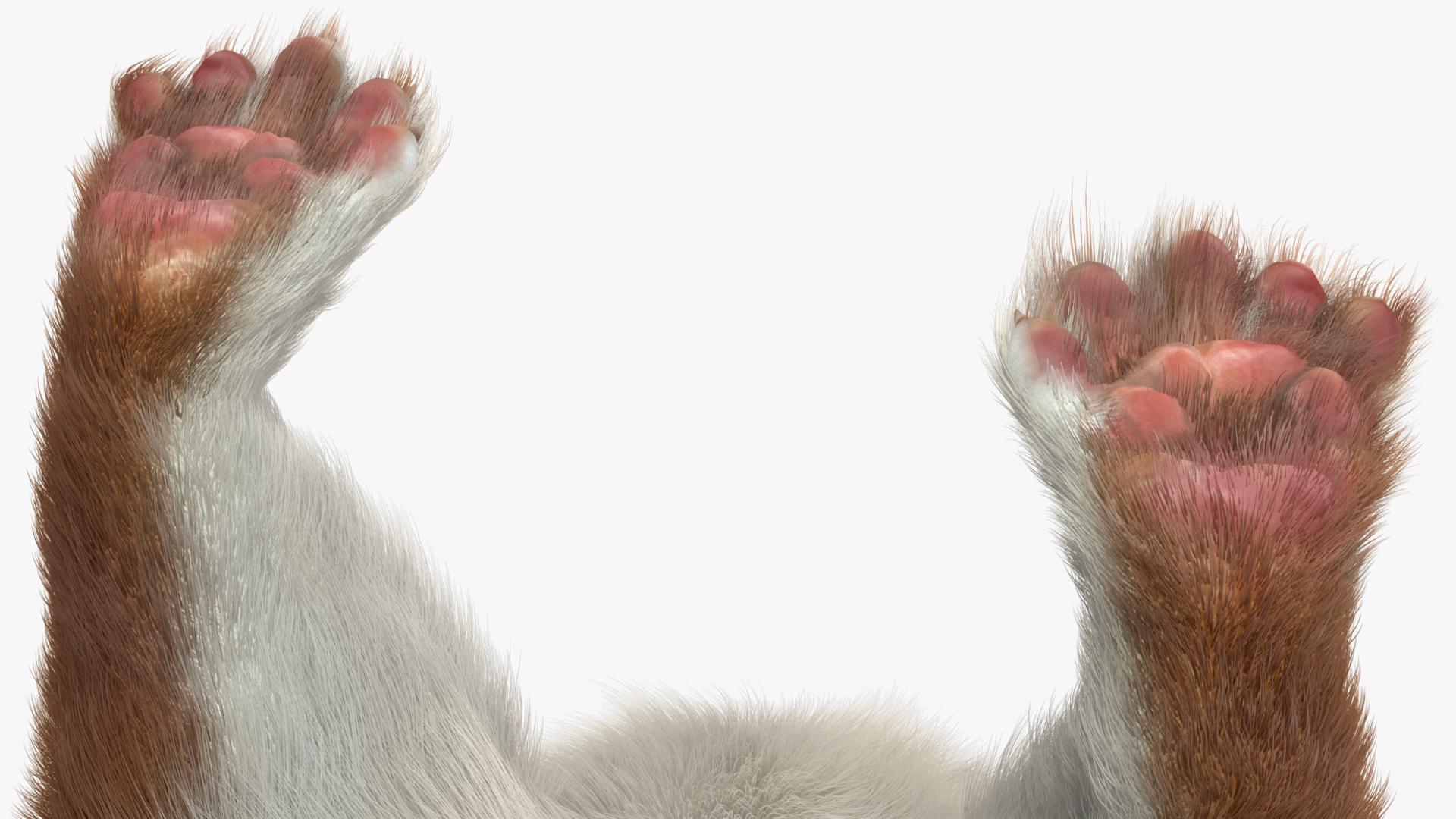 Mustela Erminea Brown Lifelike Pose Fur 3D model