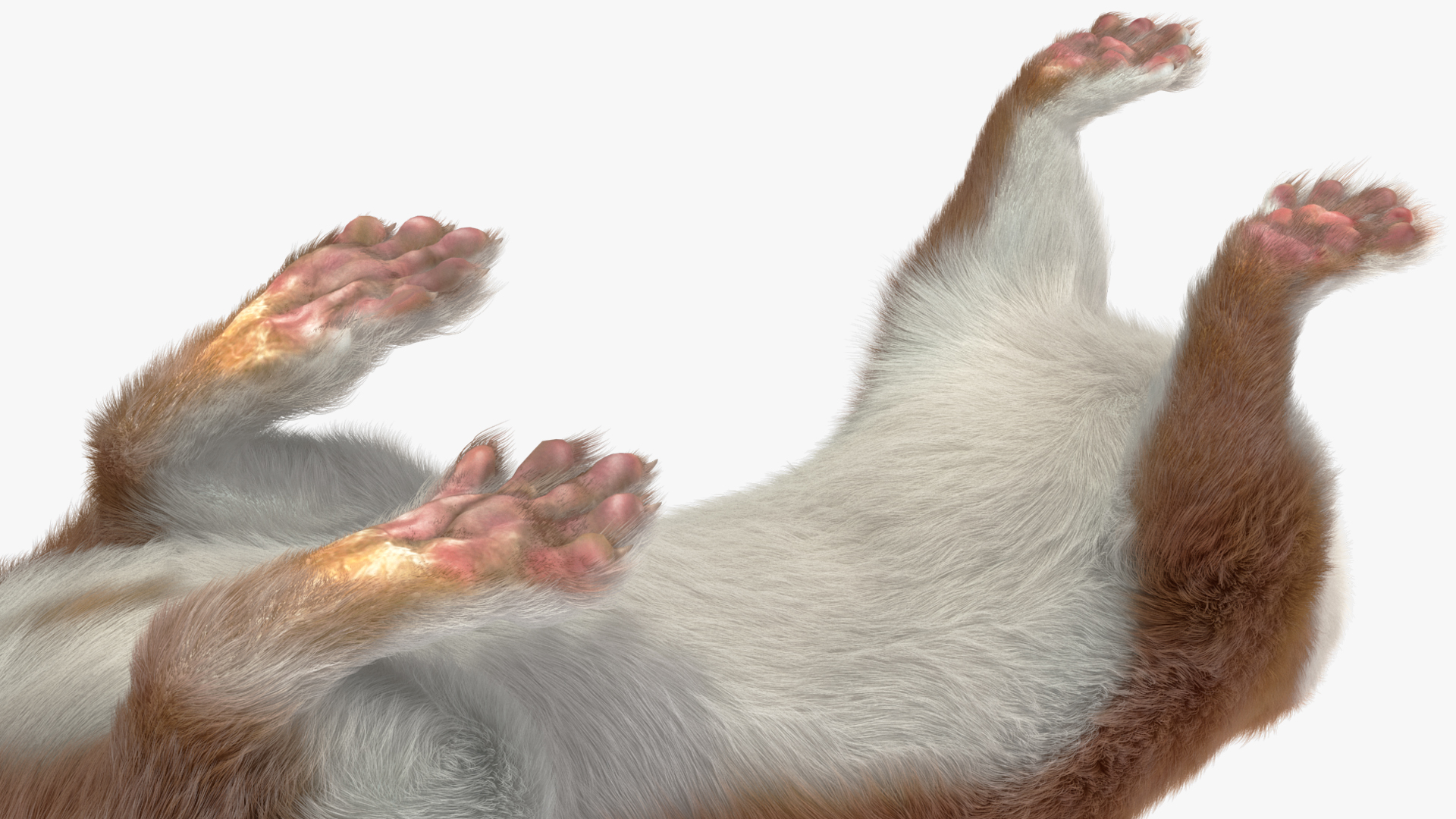 Mustela Erminea Brown Lifelike Pose Fur 3D model