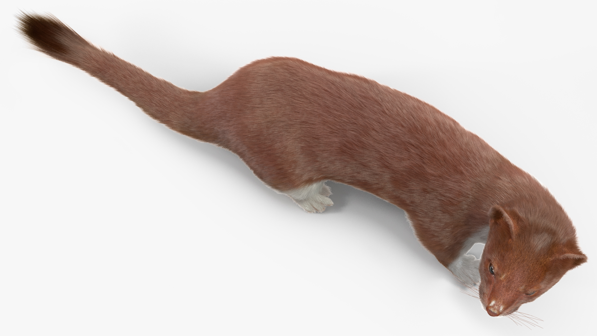 Mustela Erminea Brown Lifelike Pose Fur 3D model