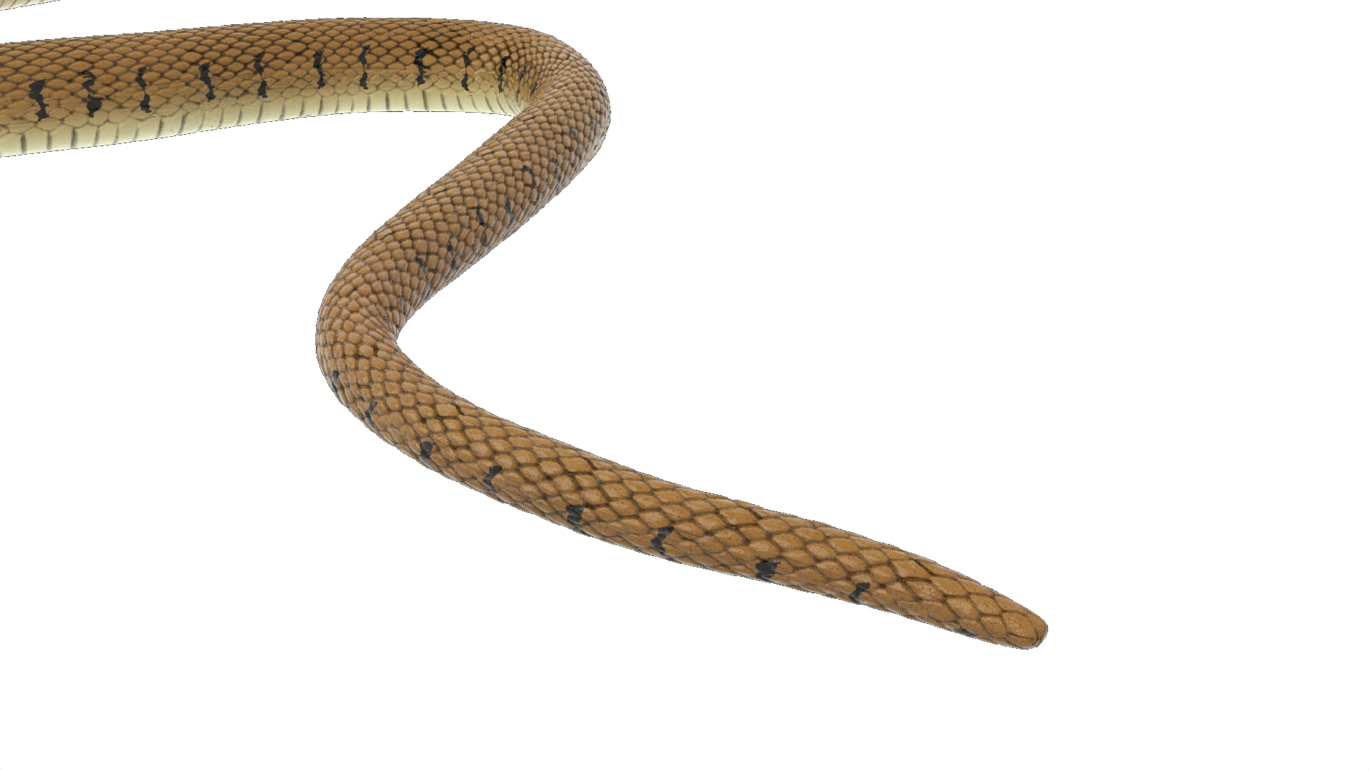 3D Water Snake Brown Crawling