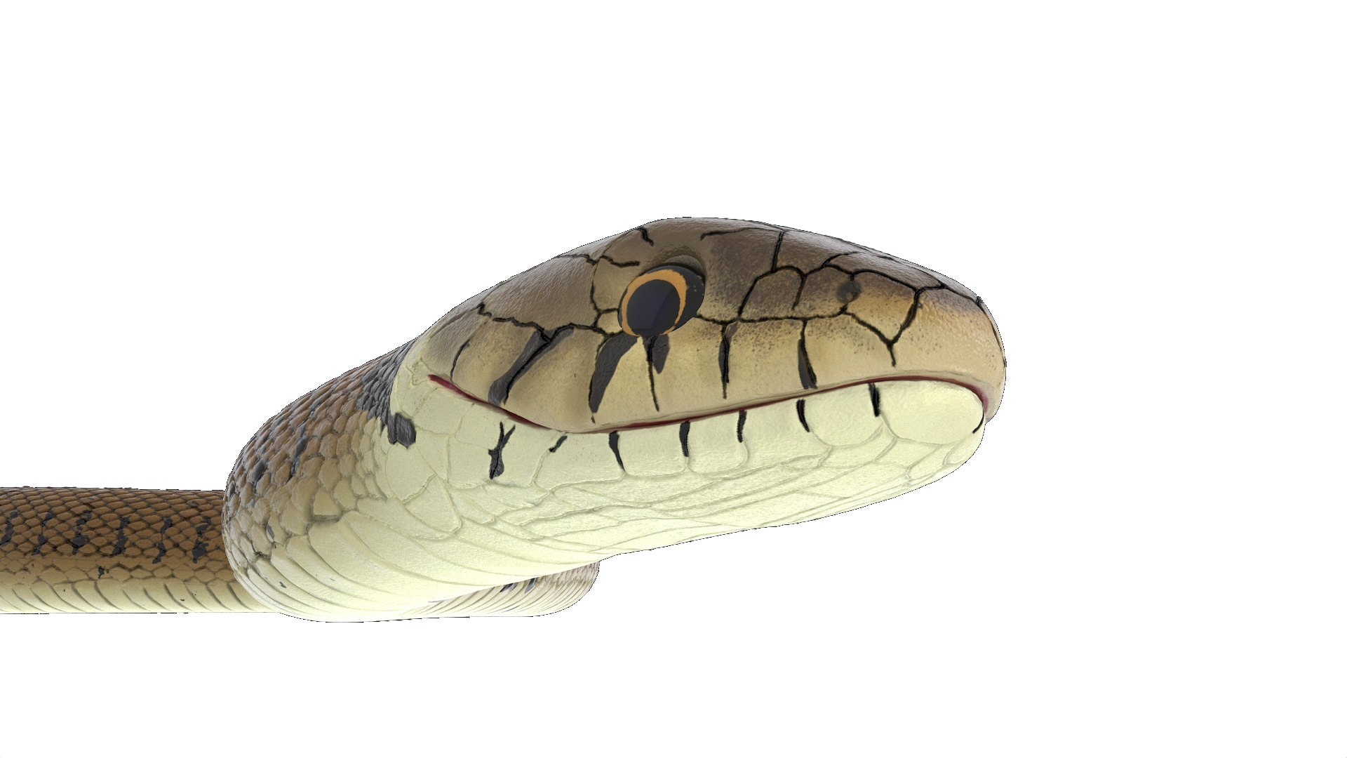 3D Water Snake Brown Crawling
