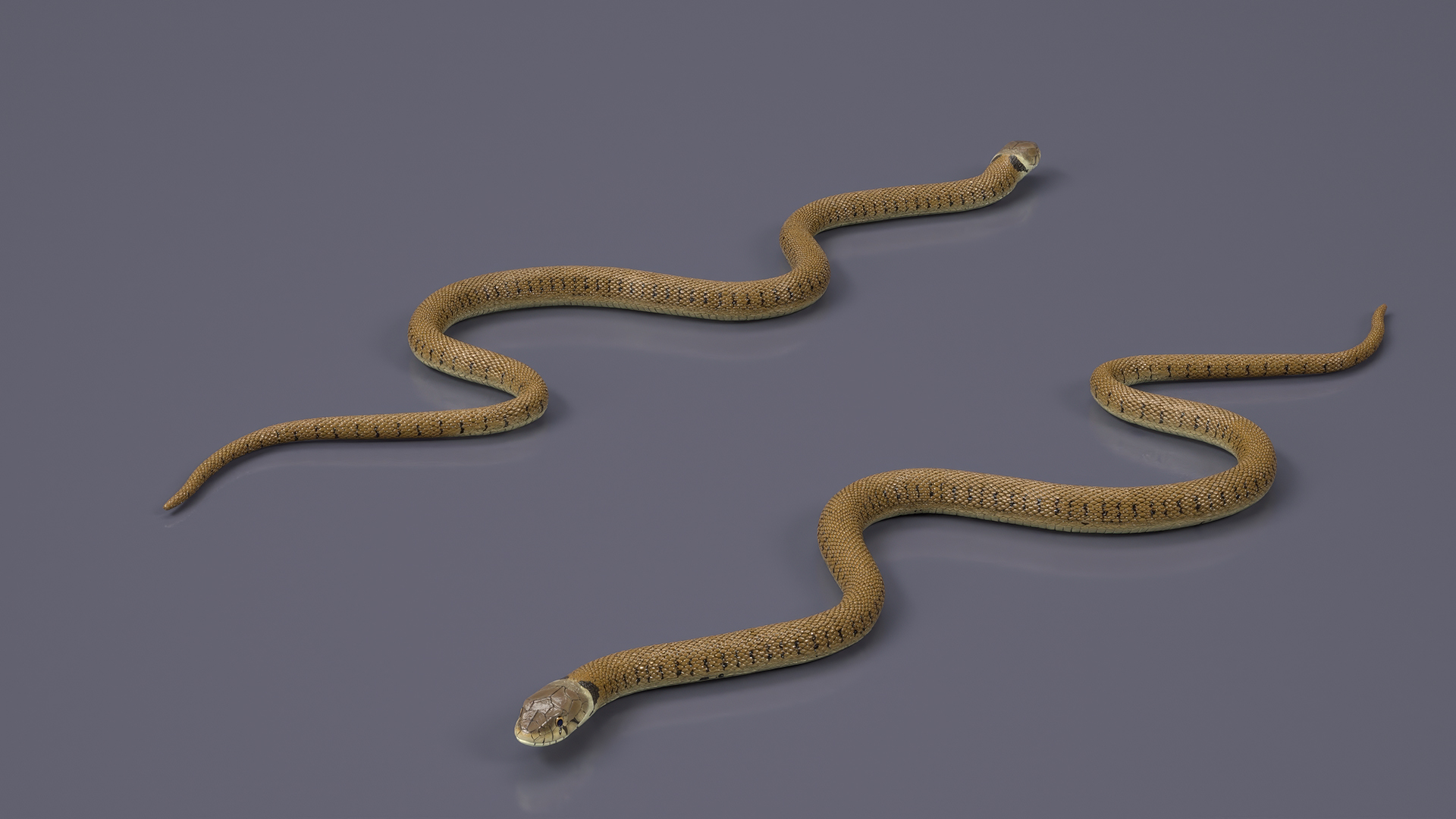 3D Water Snake Brown Crawling