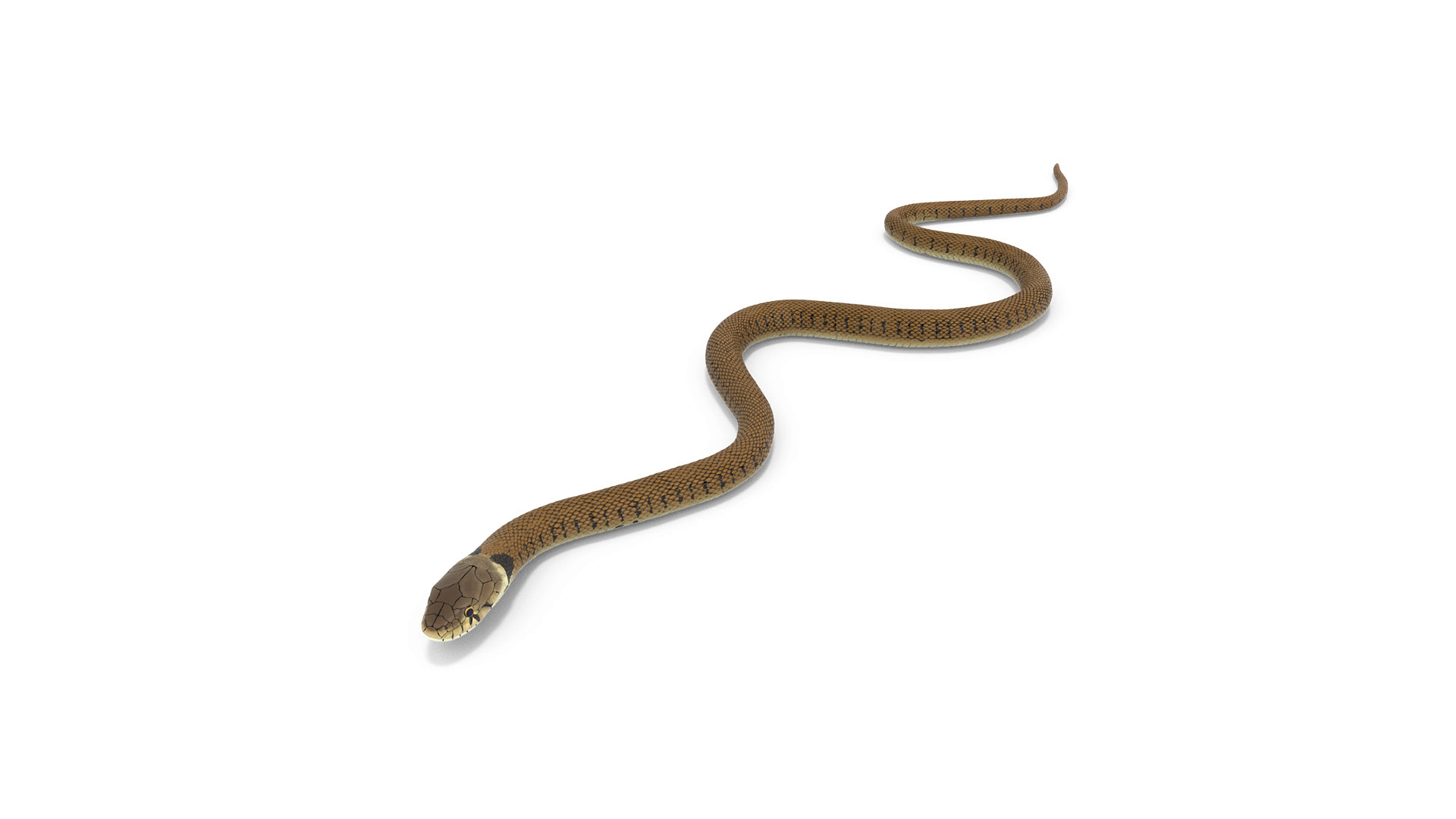 3D Water Snake Brown Crawling