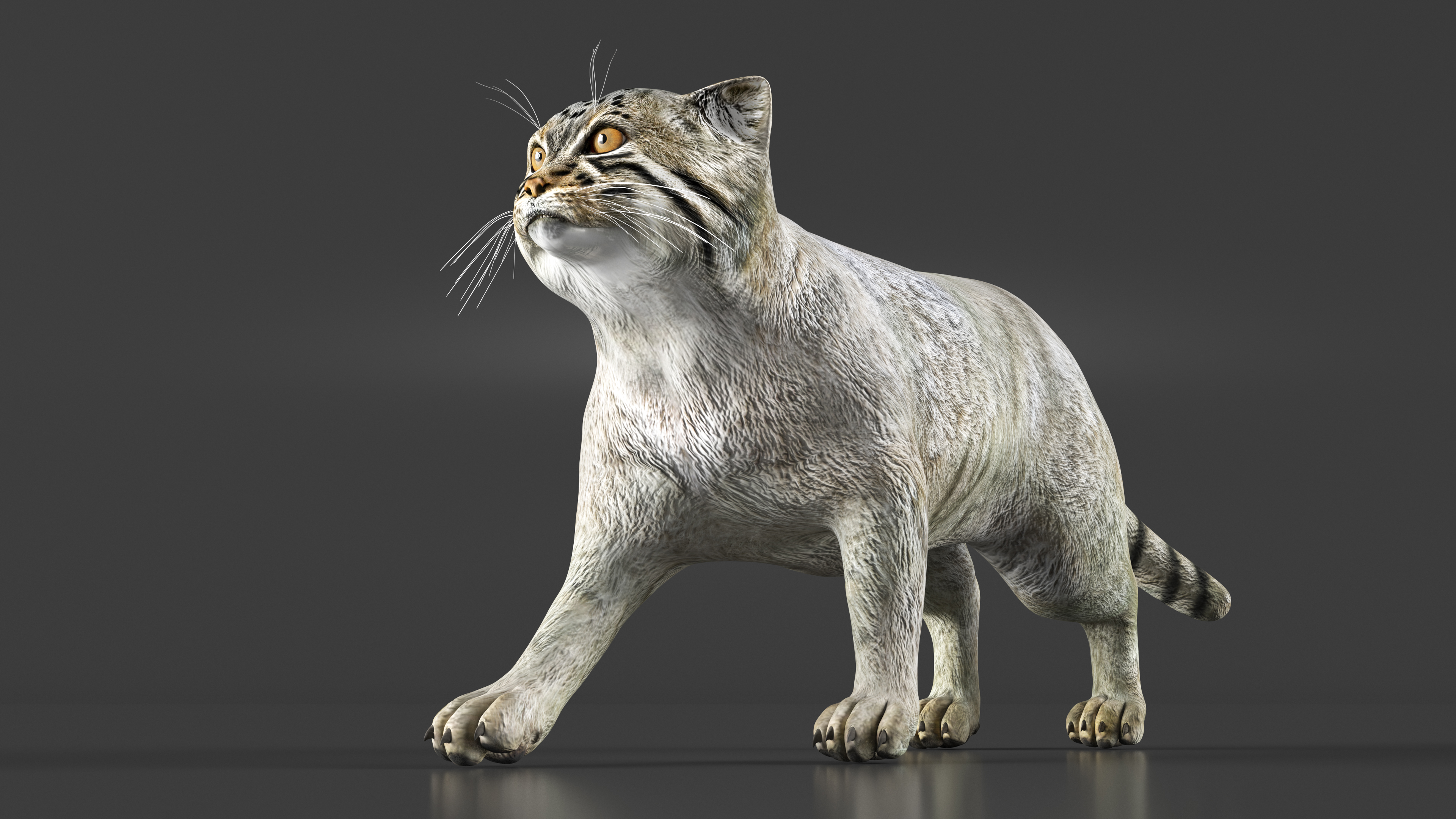 3D model Manul Cat is Walking