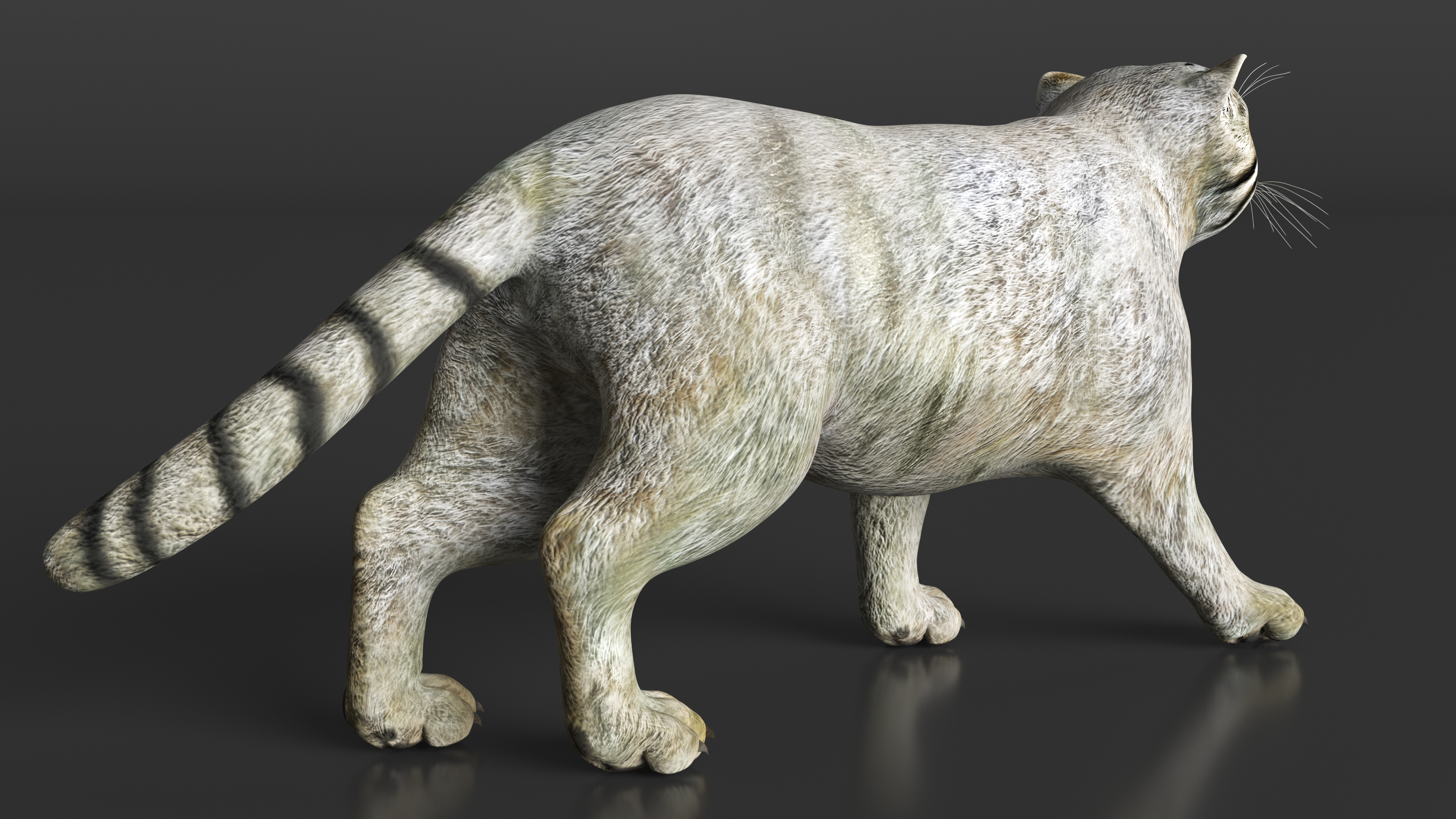 3D model Manul Cat is Walking