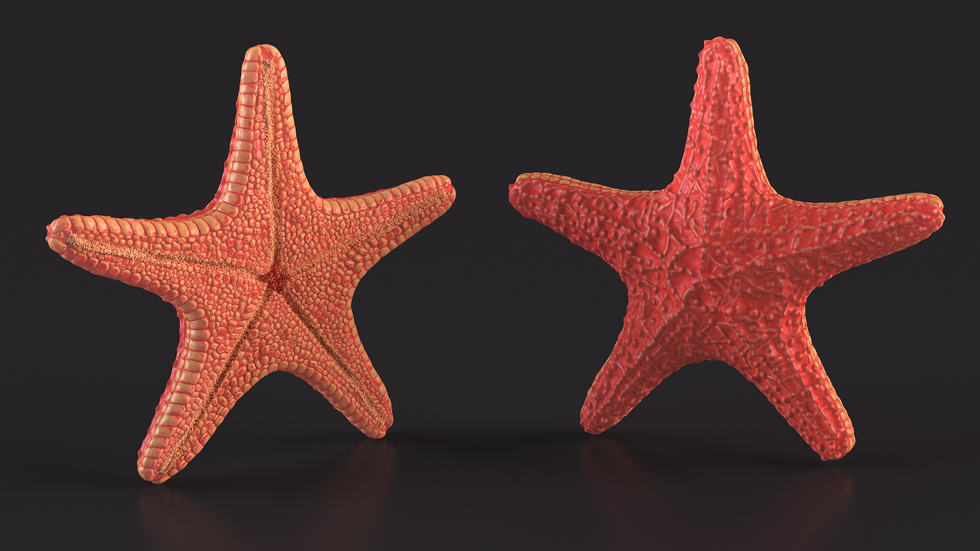 3D Starfish Red Fur