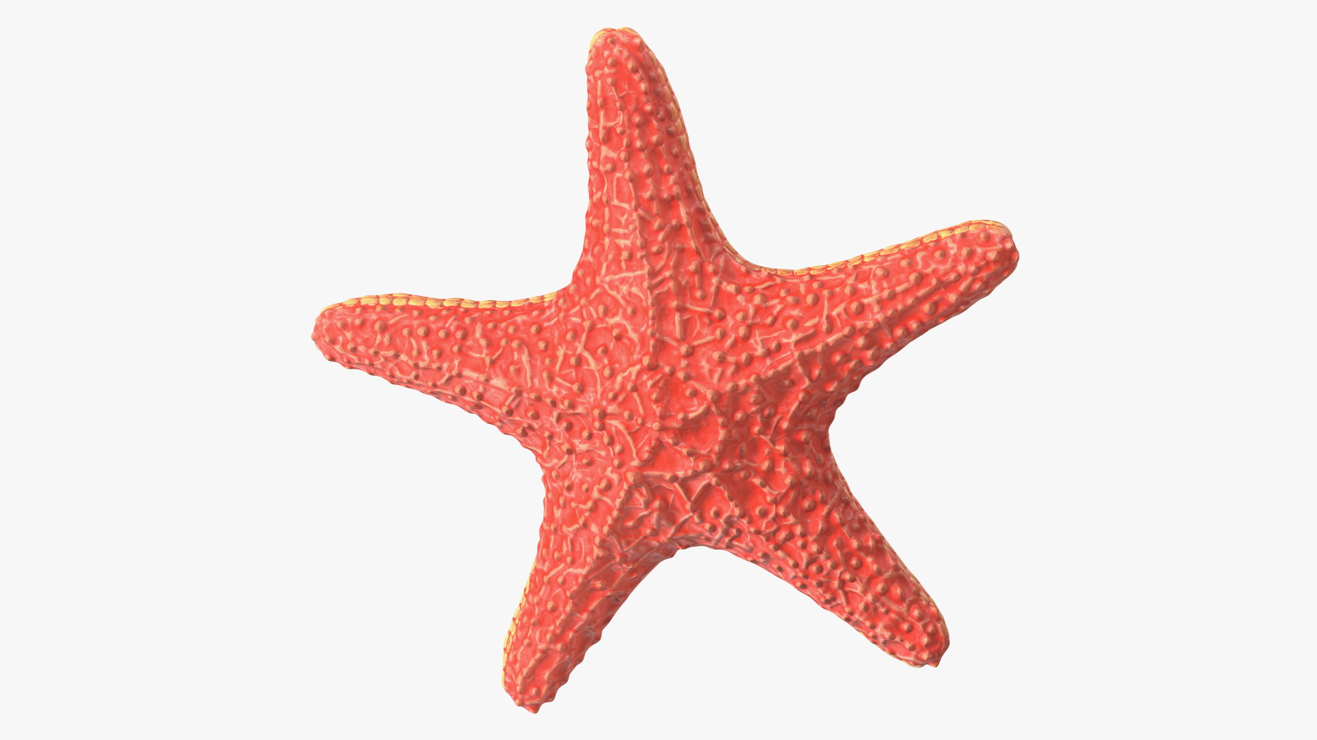 3D Starfish Red Fur
