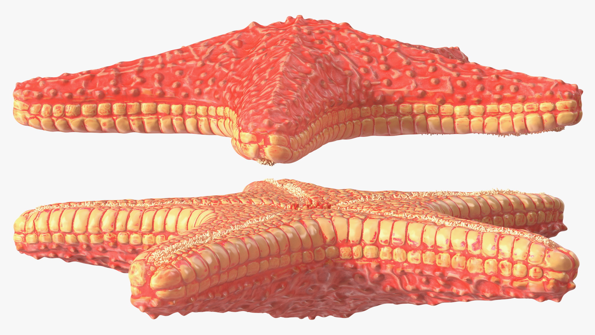 3D Starfish Red Fur