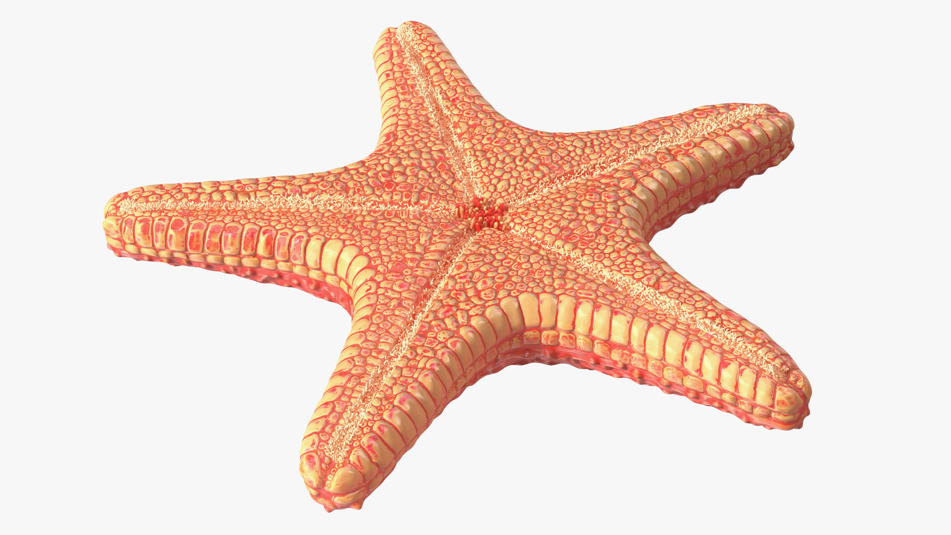 3D Starfish Red Fur