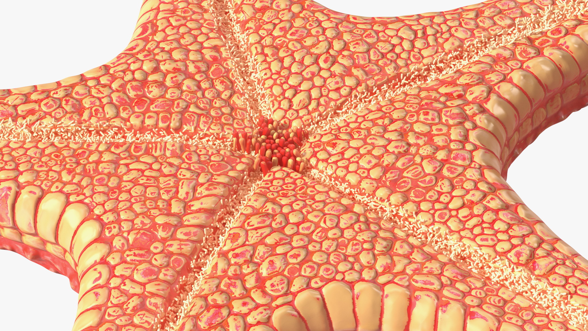 3D Starfish Red Fur