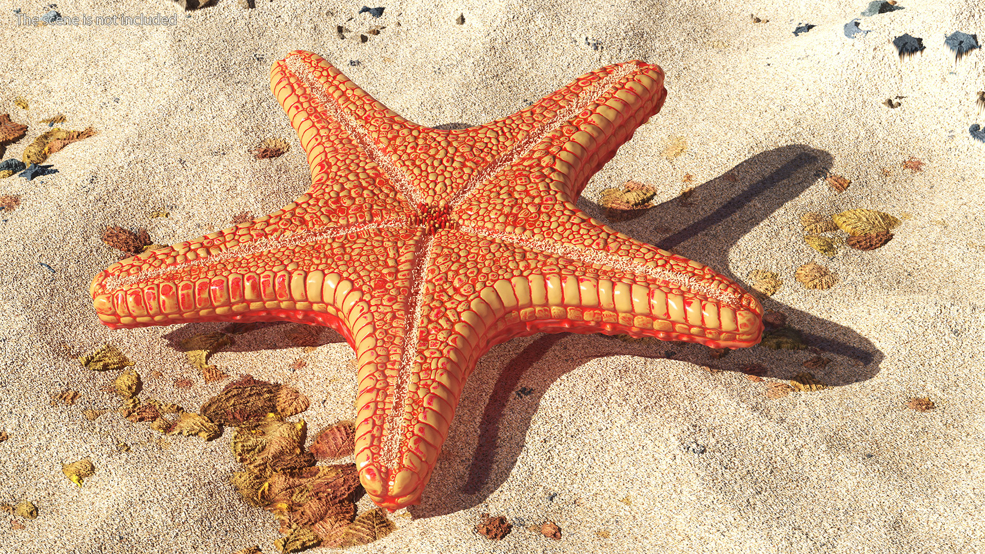 3D Starfish Red Fur