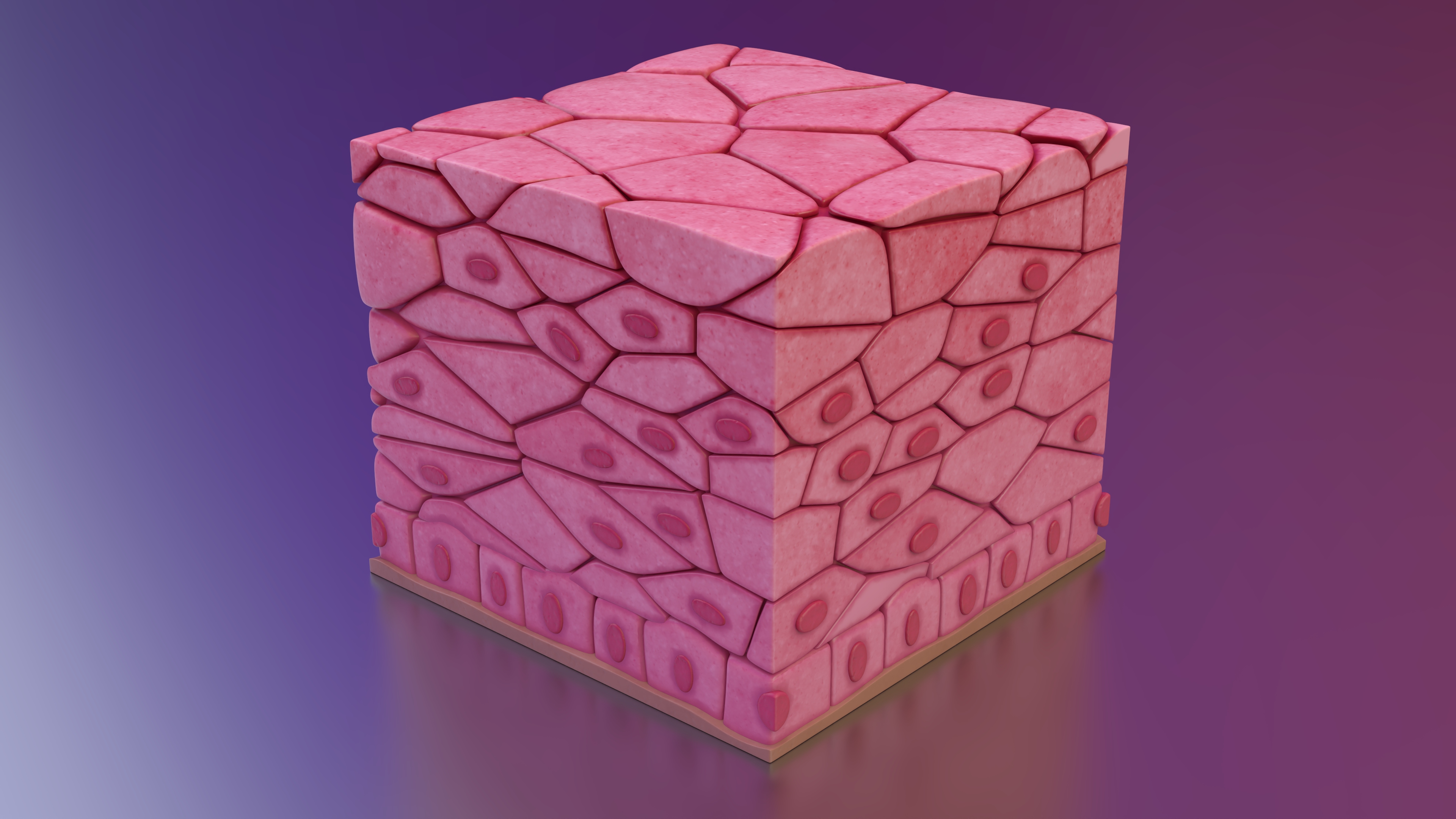 3D Stratified Epithelium
