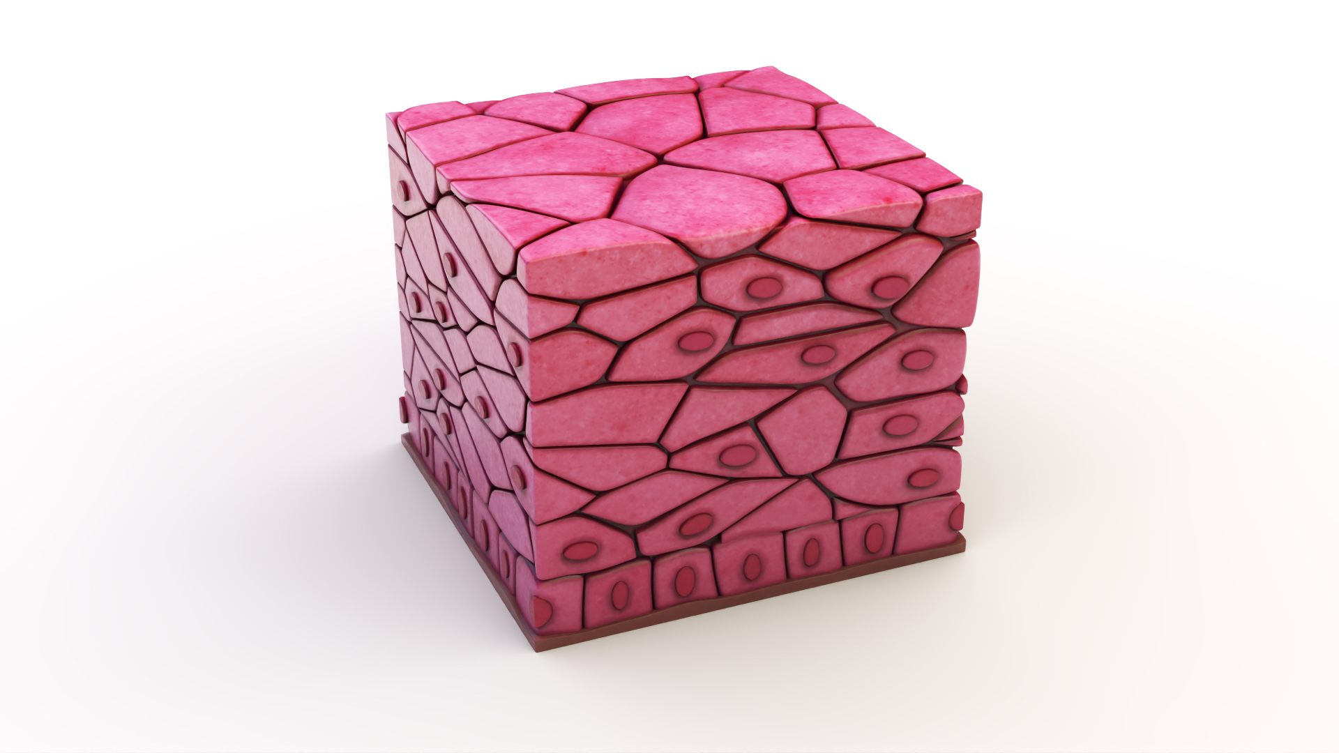 3D Stratified Epithelium