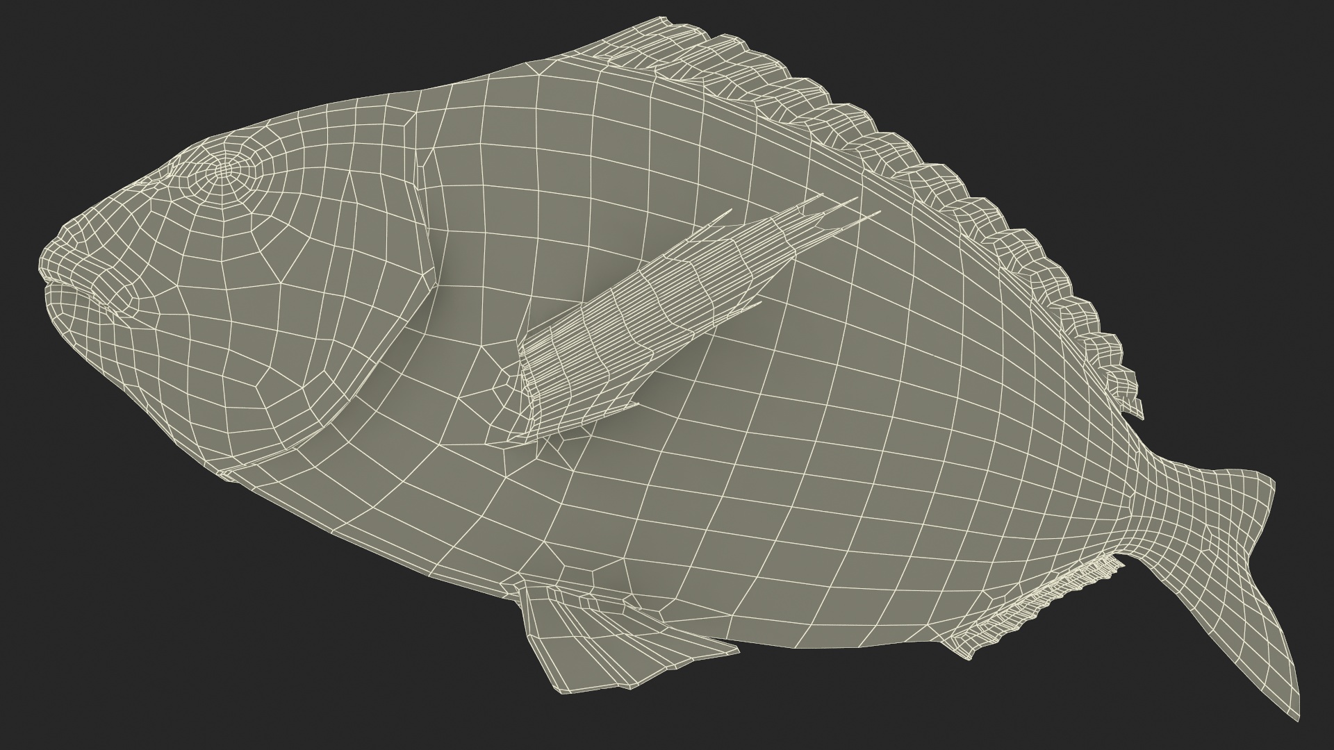 3D Gilt-head Sea Bream Fish Swimming model