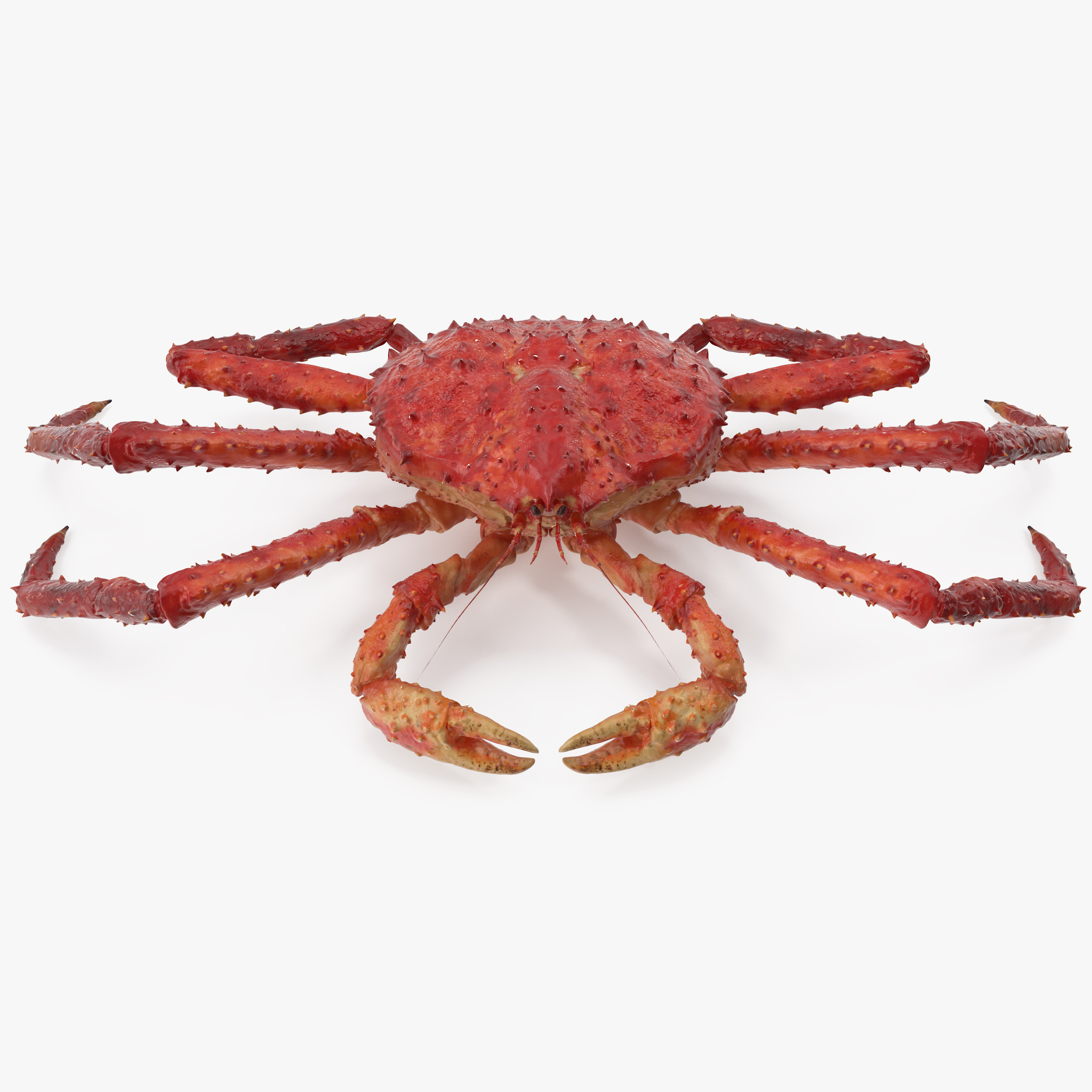 King Crab, view 8