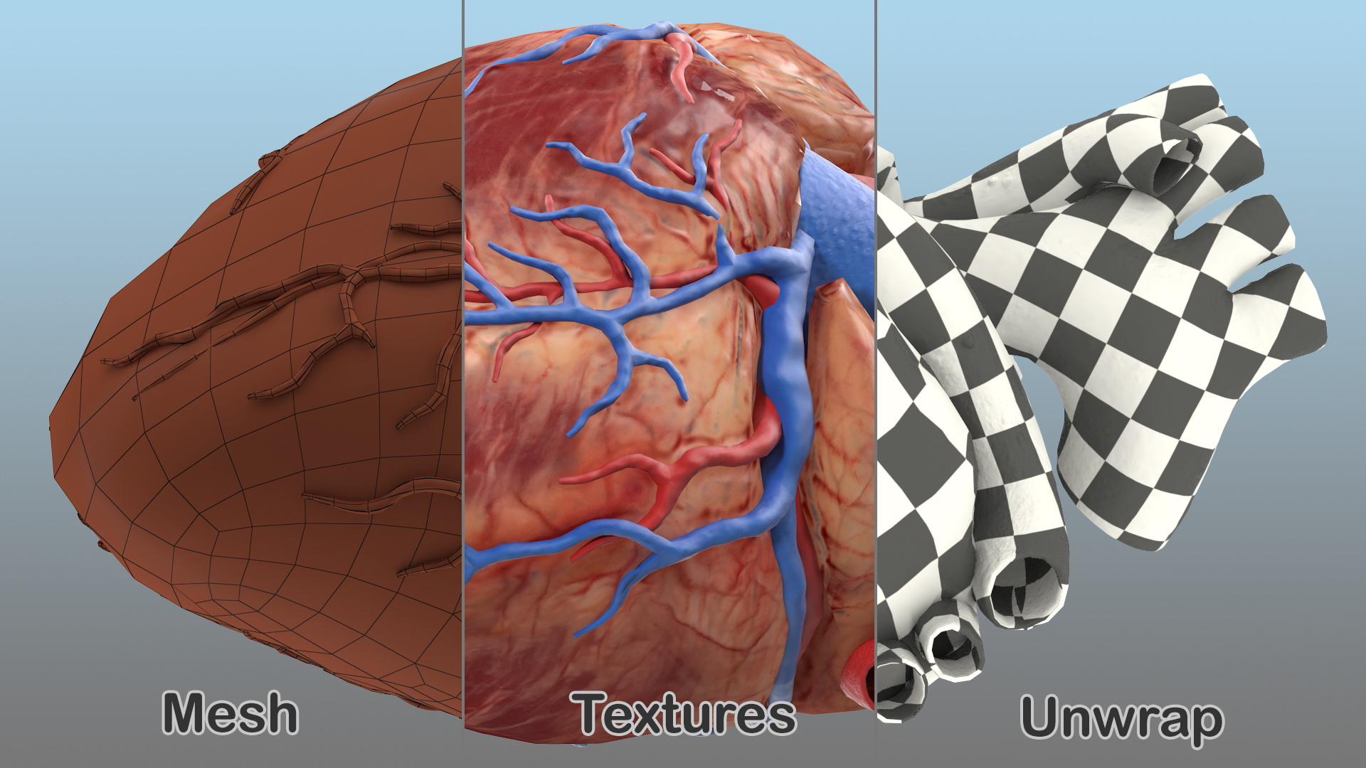 Human Heart Model 3D