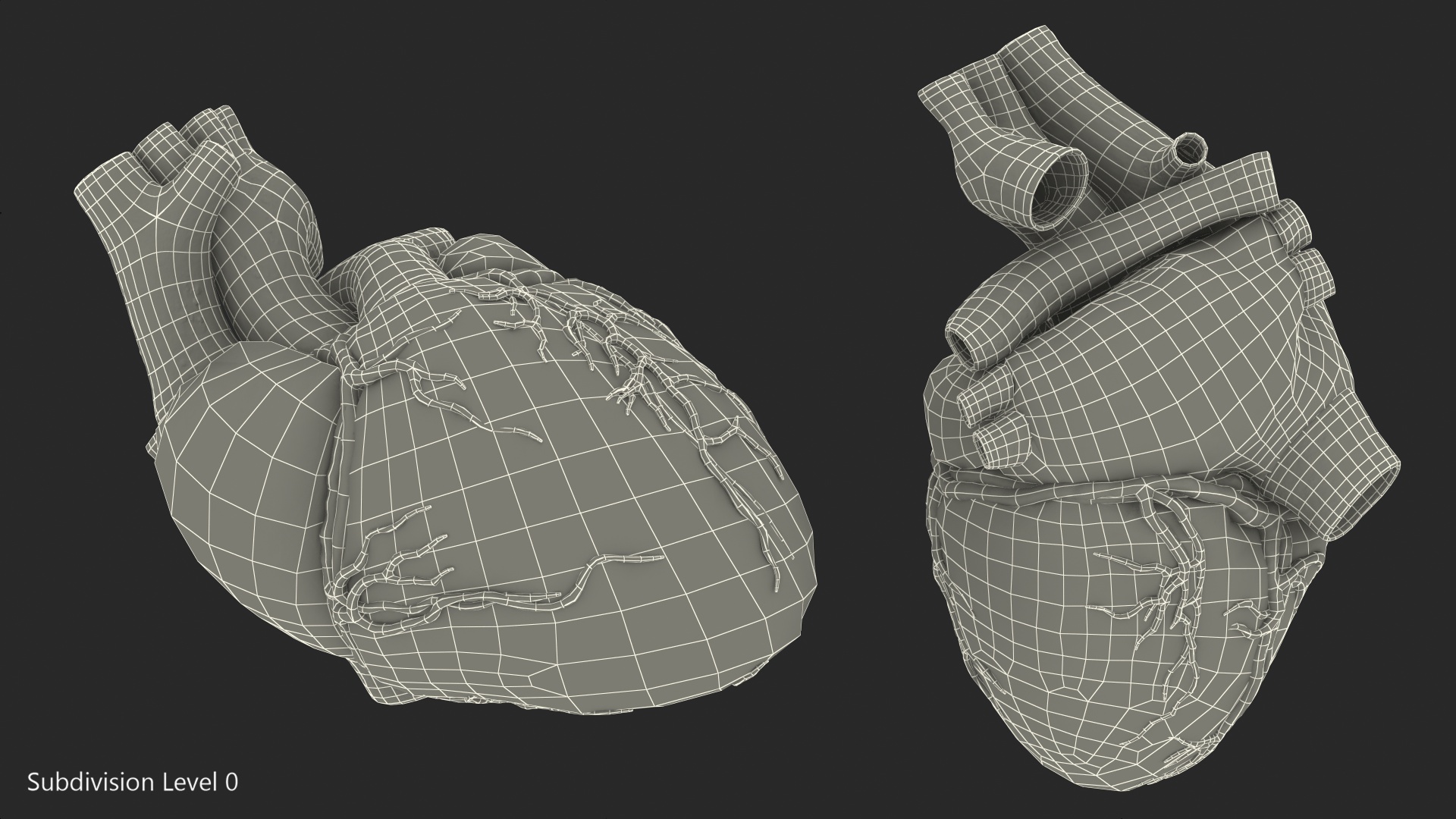 Human Heart Model 3D