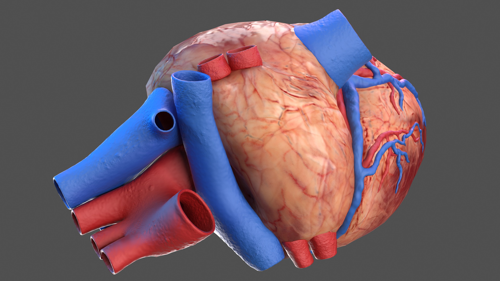 Human Heart Model 3D