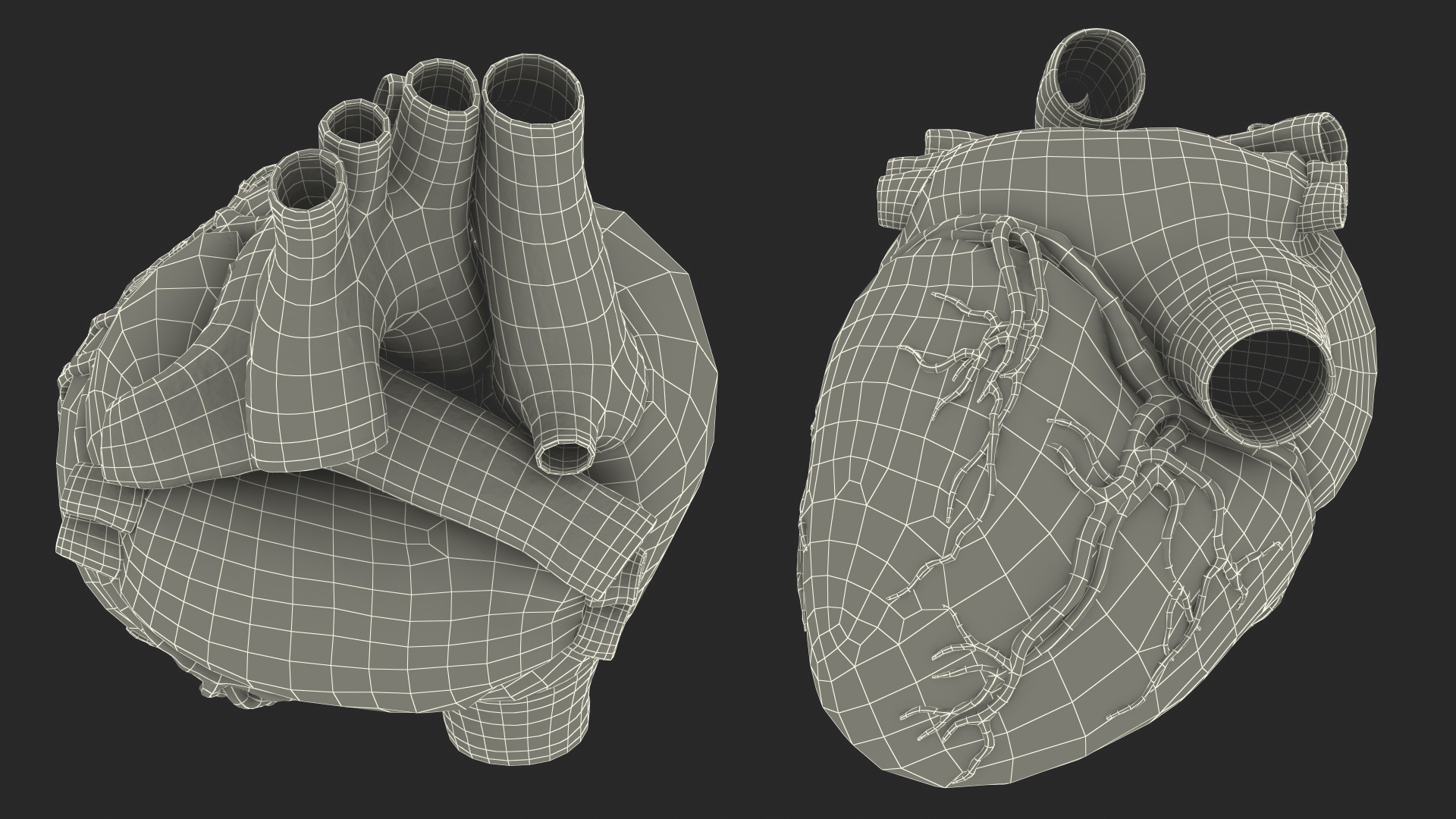 Human Heart Model 3D