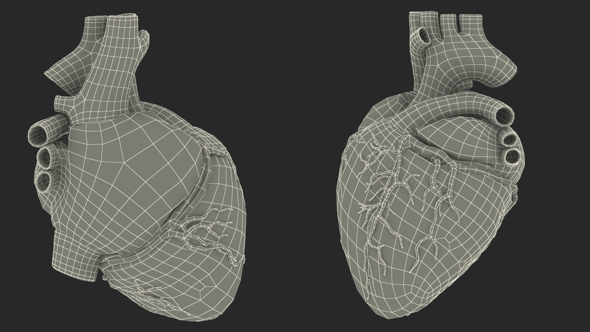 Human Heart Model 3D