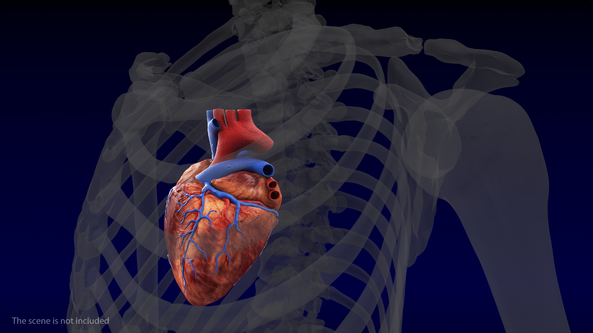 Human Heart Model 3D