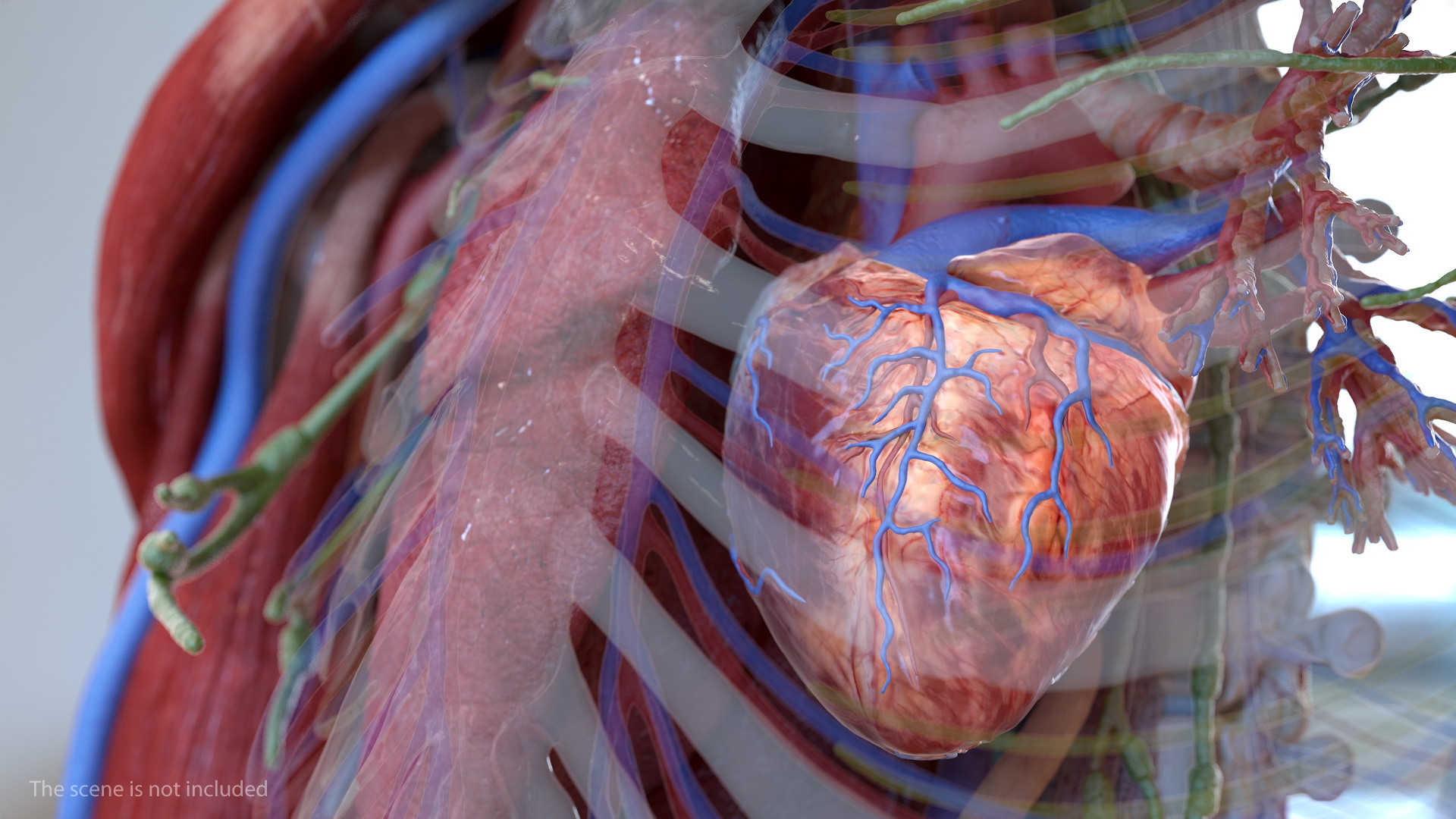 Human Heart Model 3D