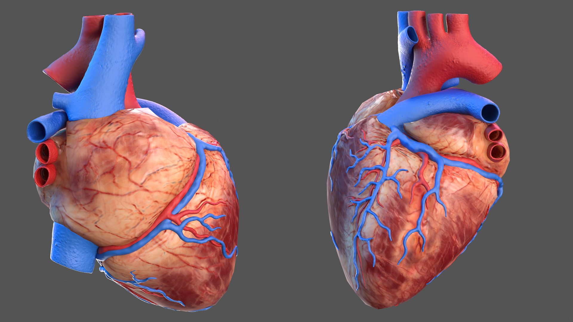 Human Heart Model 3D