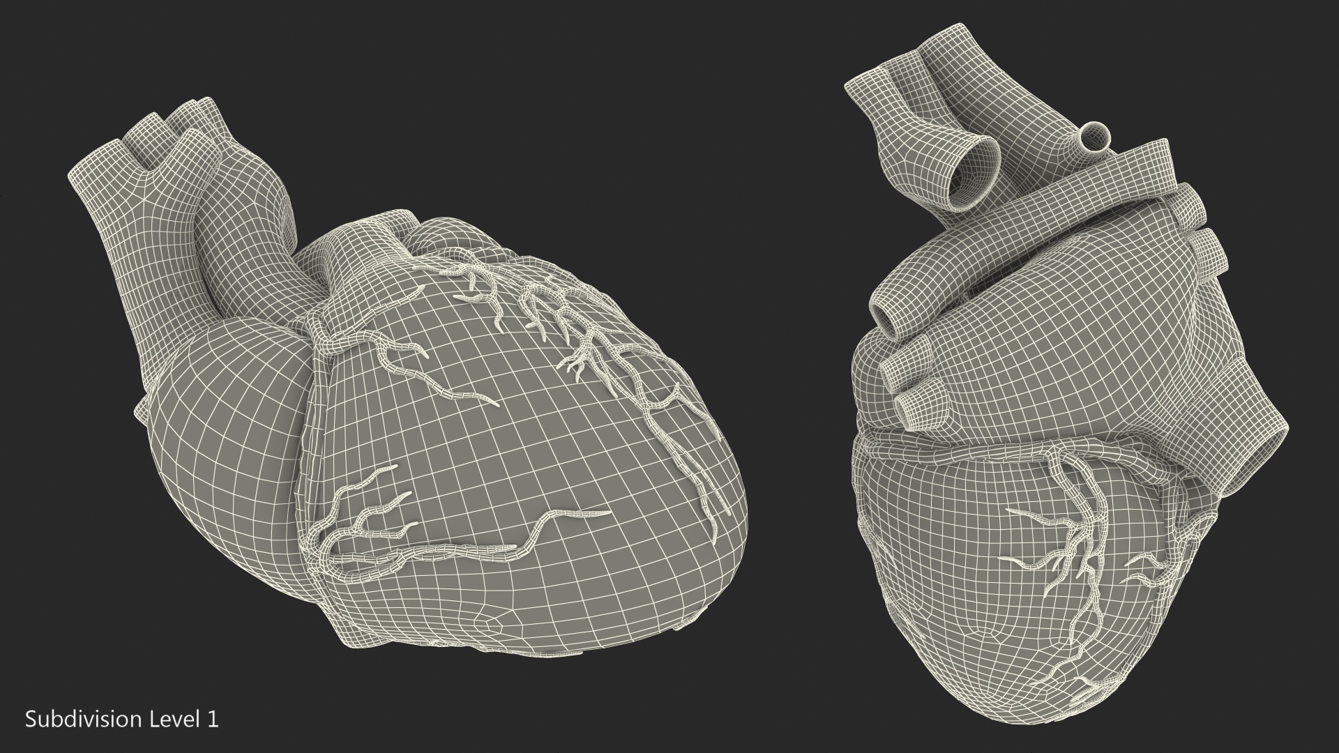 Human Heart Model 3D