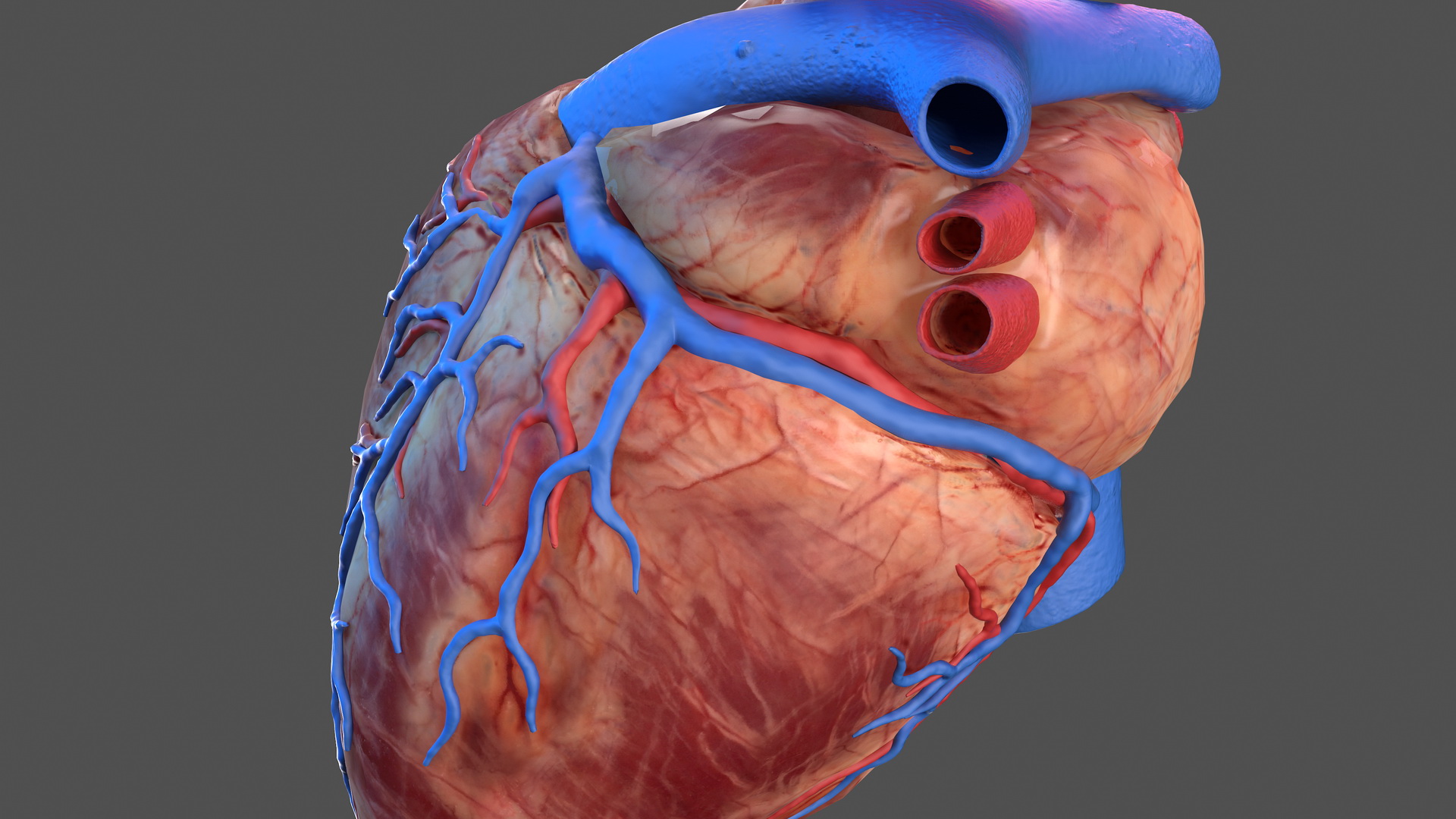 Human Heart Model 3D